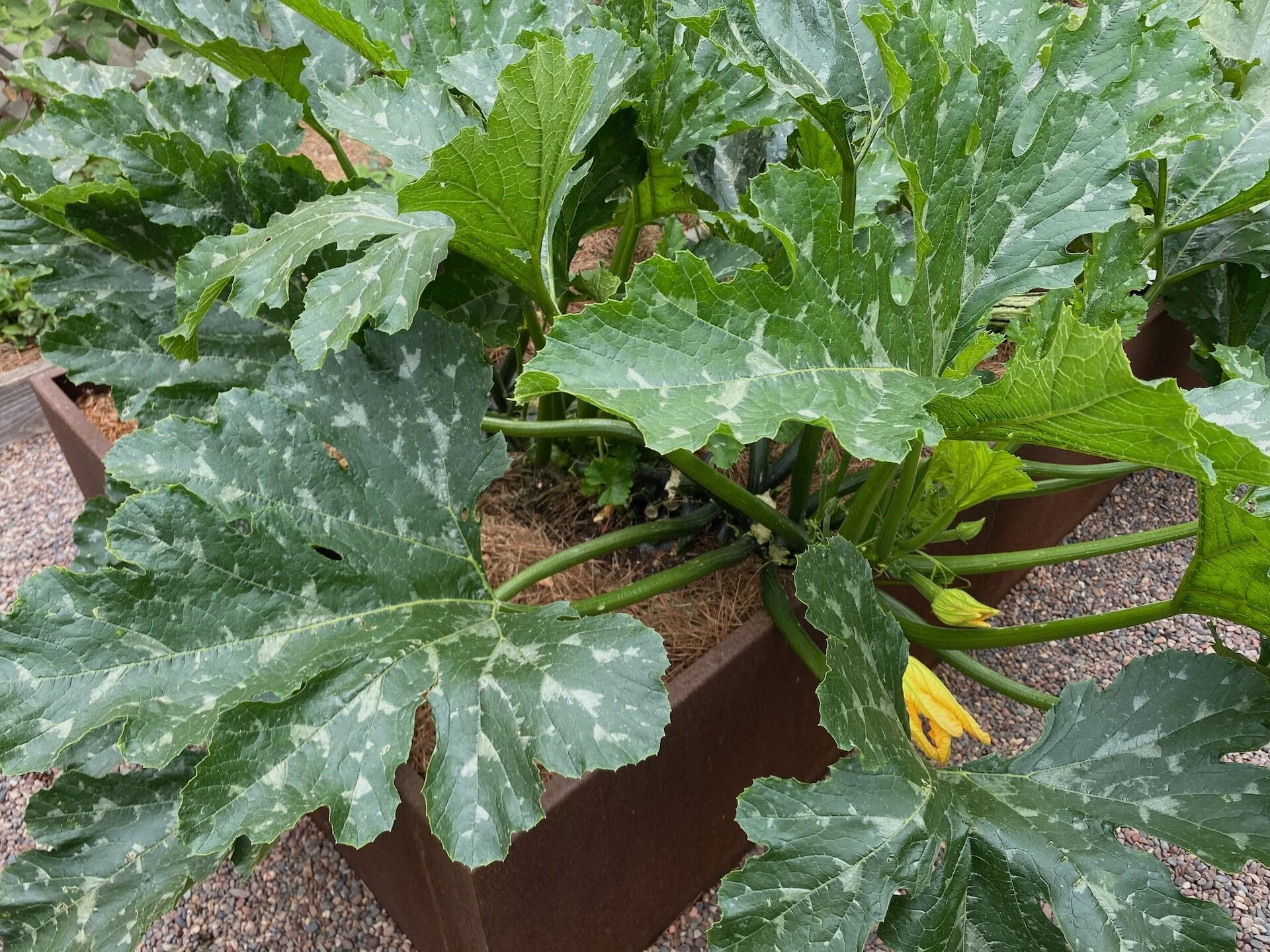 My zucchini plant after trimmed of powdery mildew leaves.