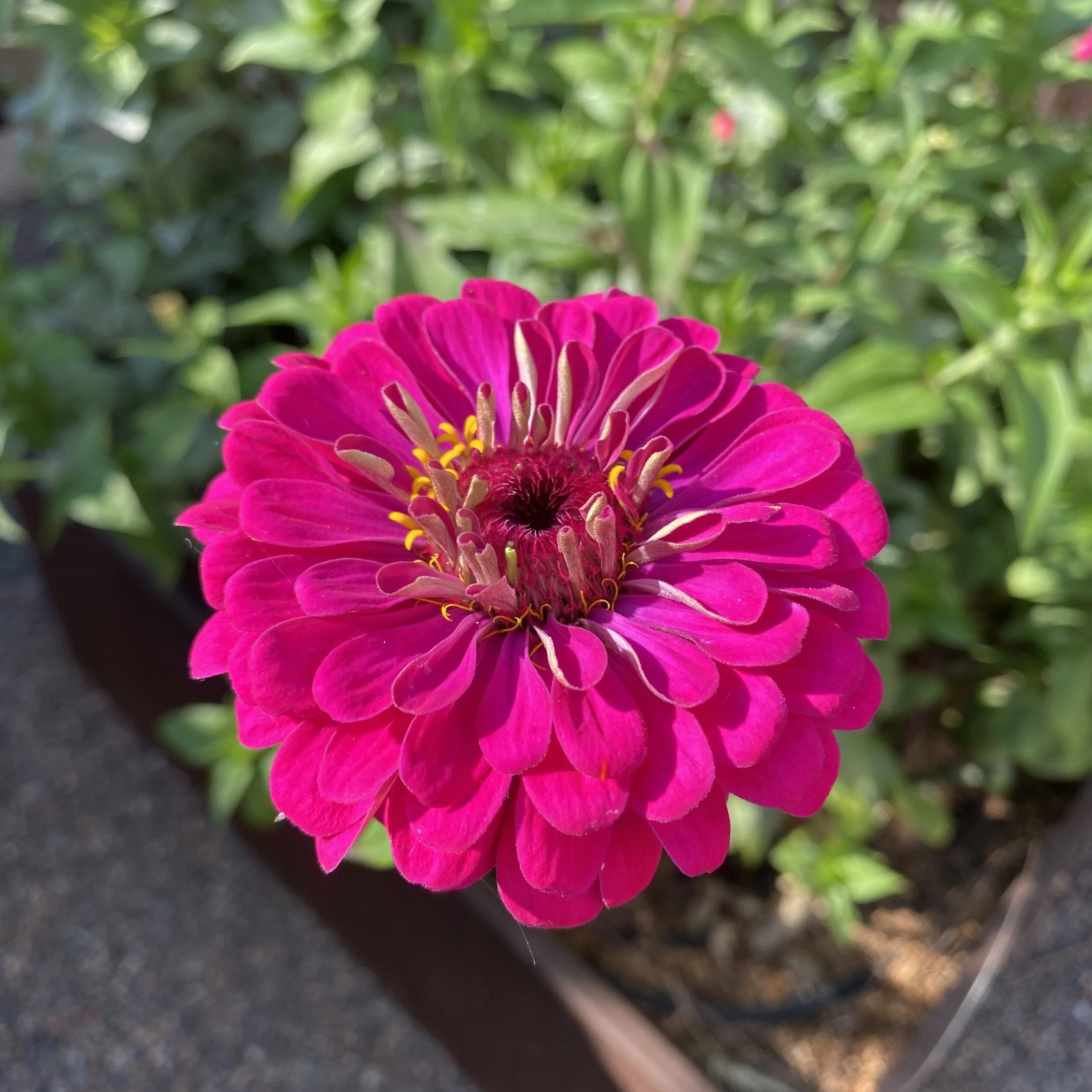 The Late Summer Garden