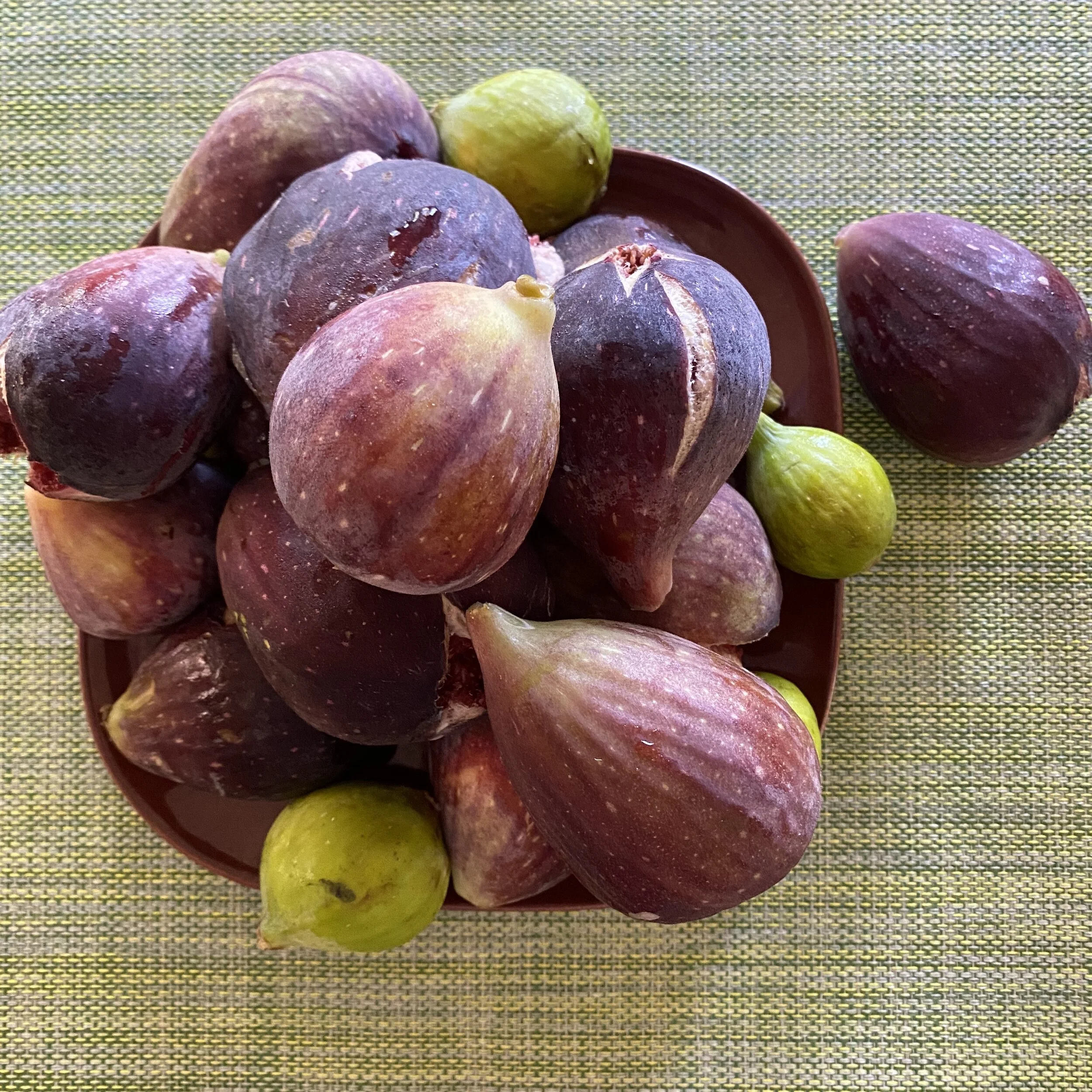 Garden Sharing--Figs
