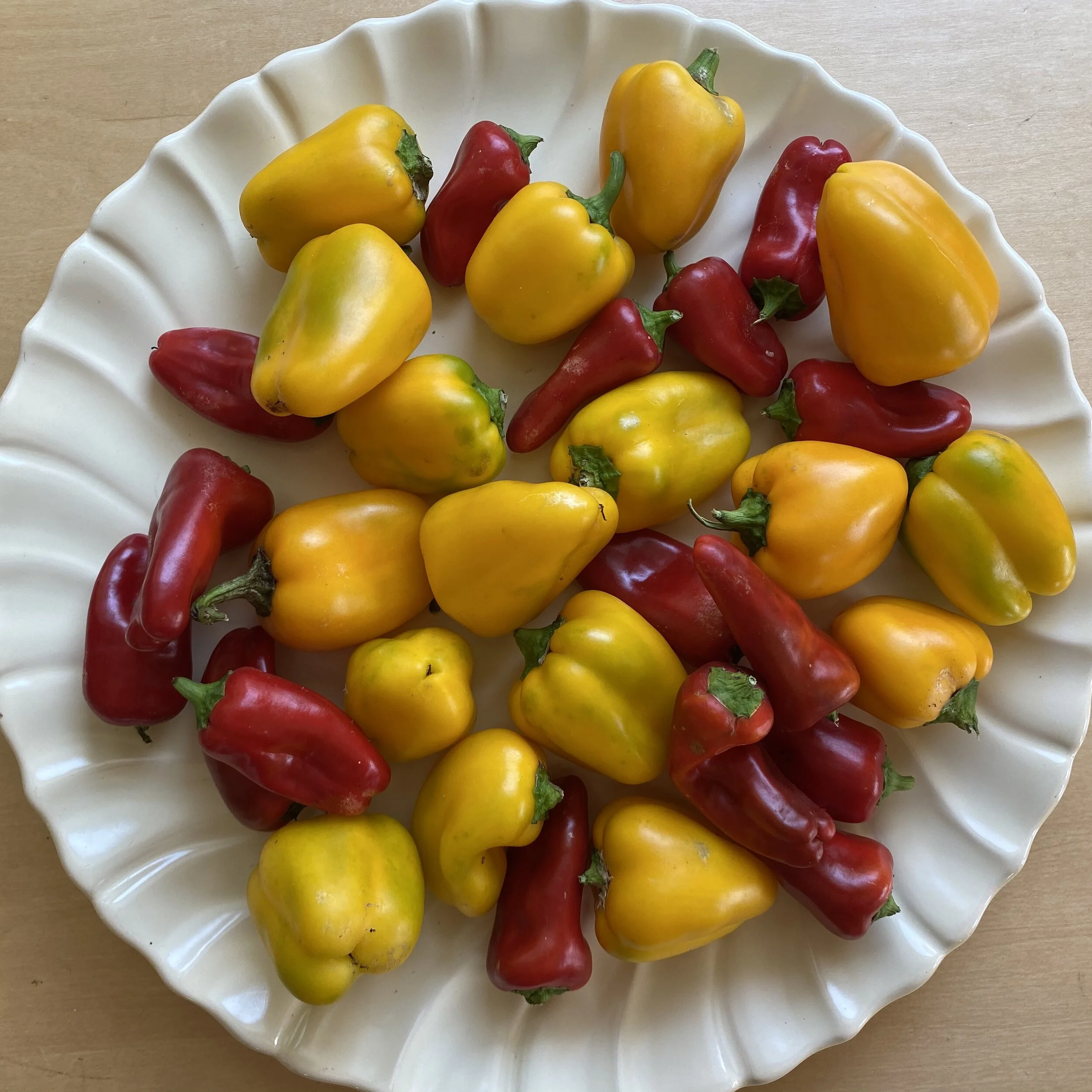 In My San Diego Garden and Kitchen
