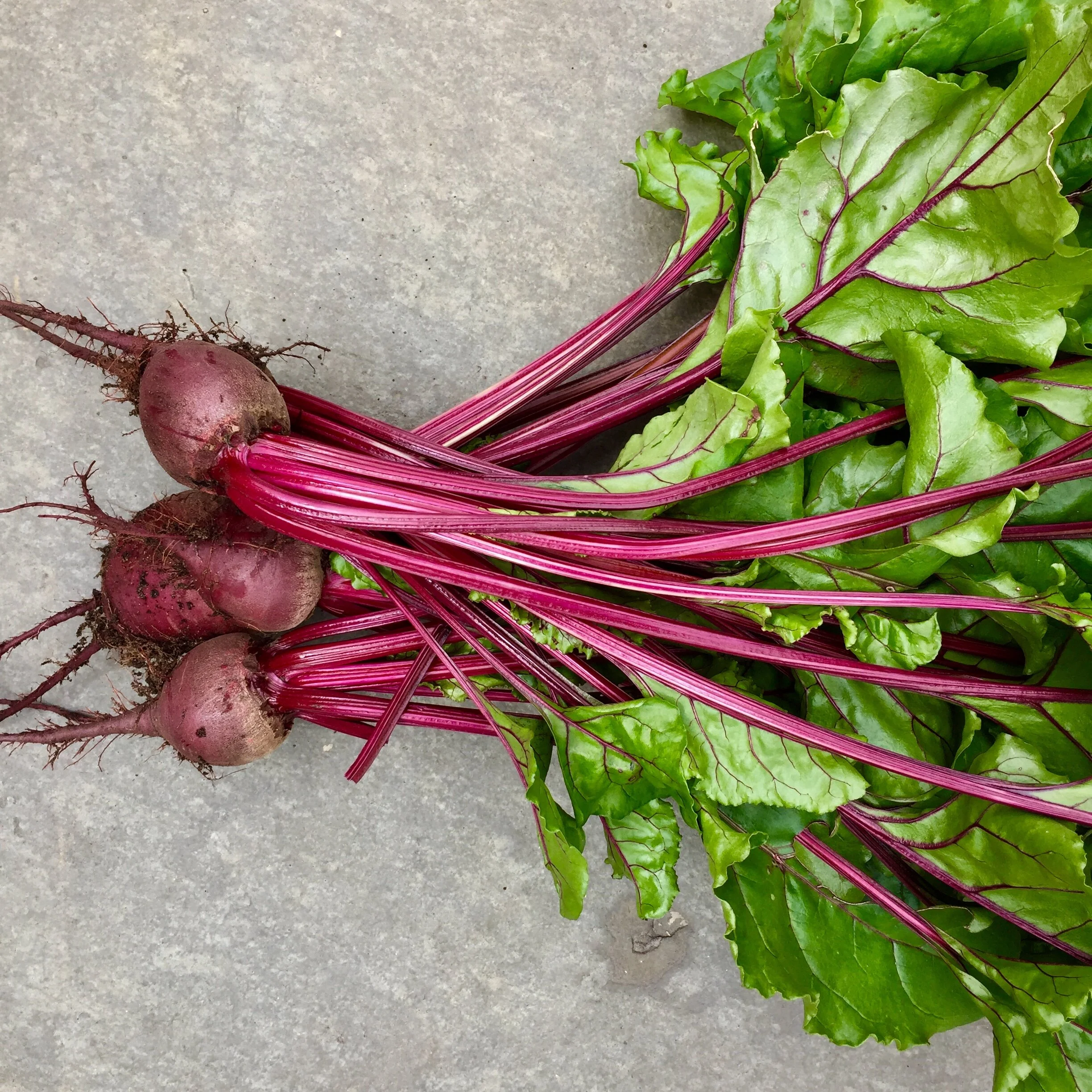 Roots, shoots, stems, leaves…