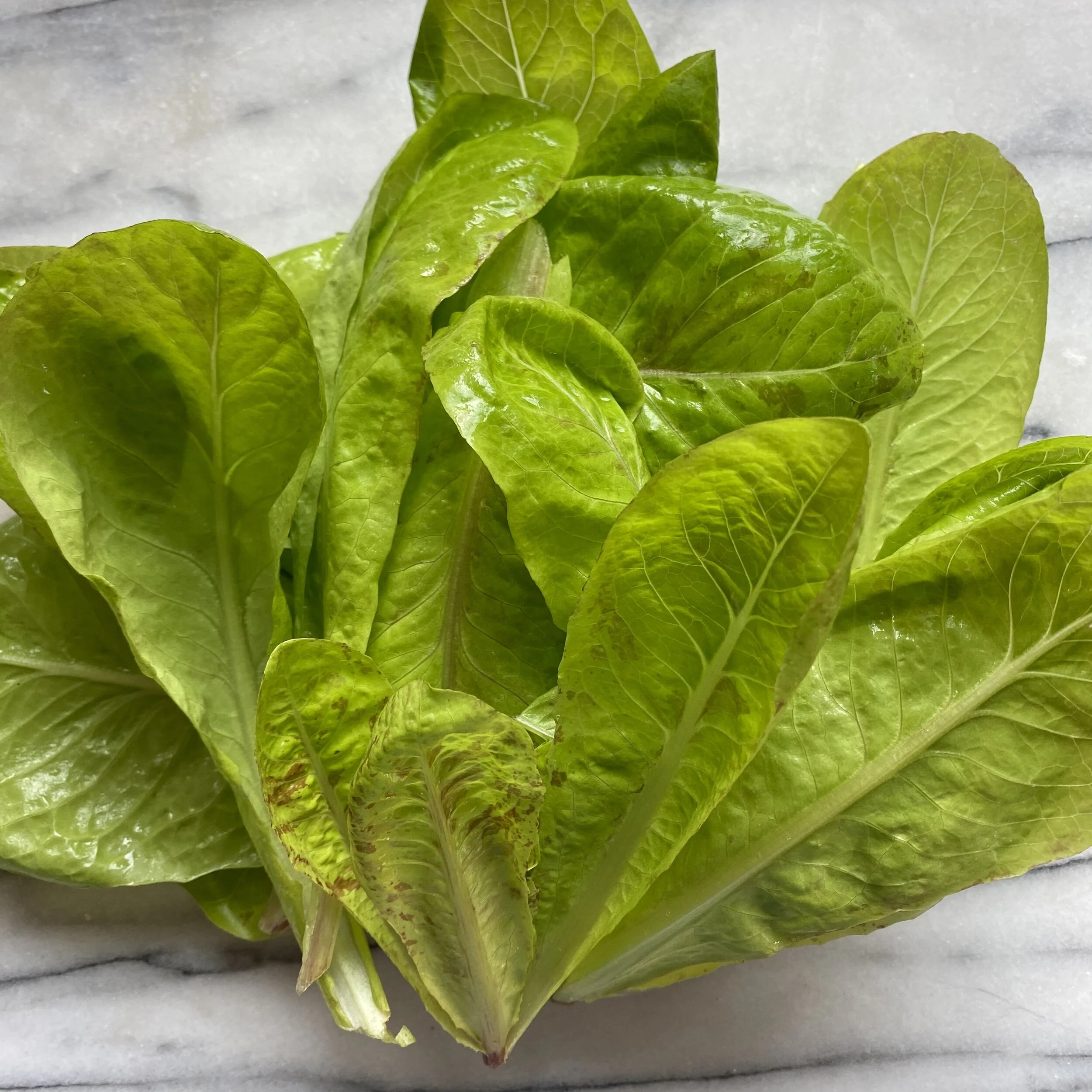 In My San Diego Garden and Kitchen