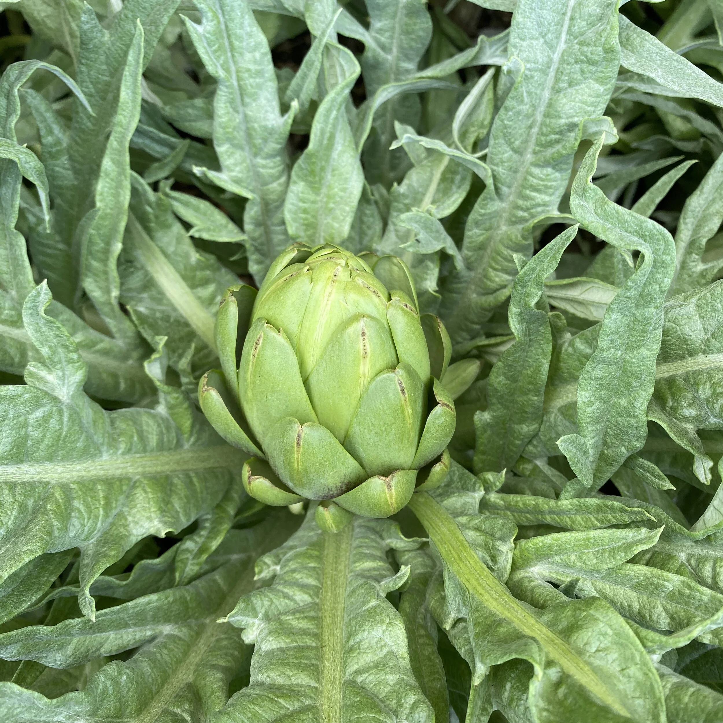 Things to come in my garden