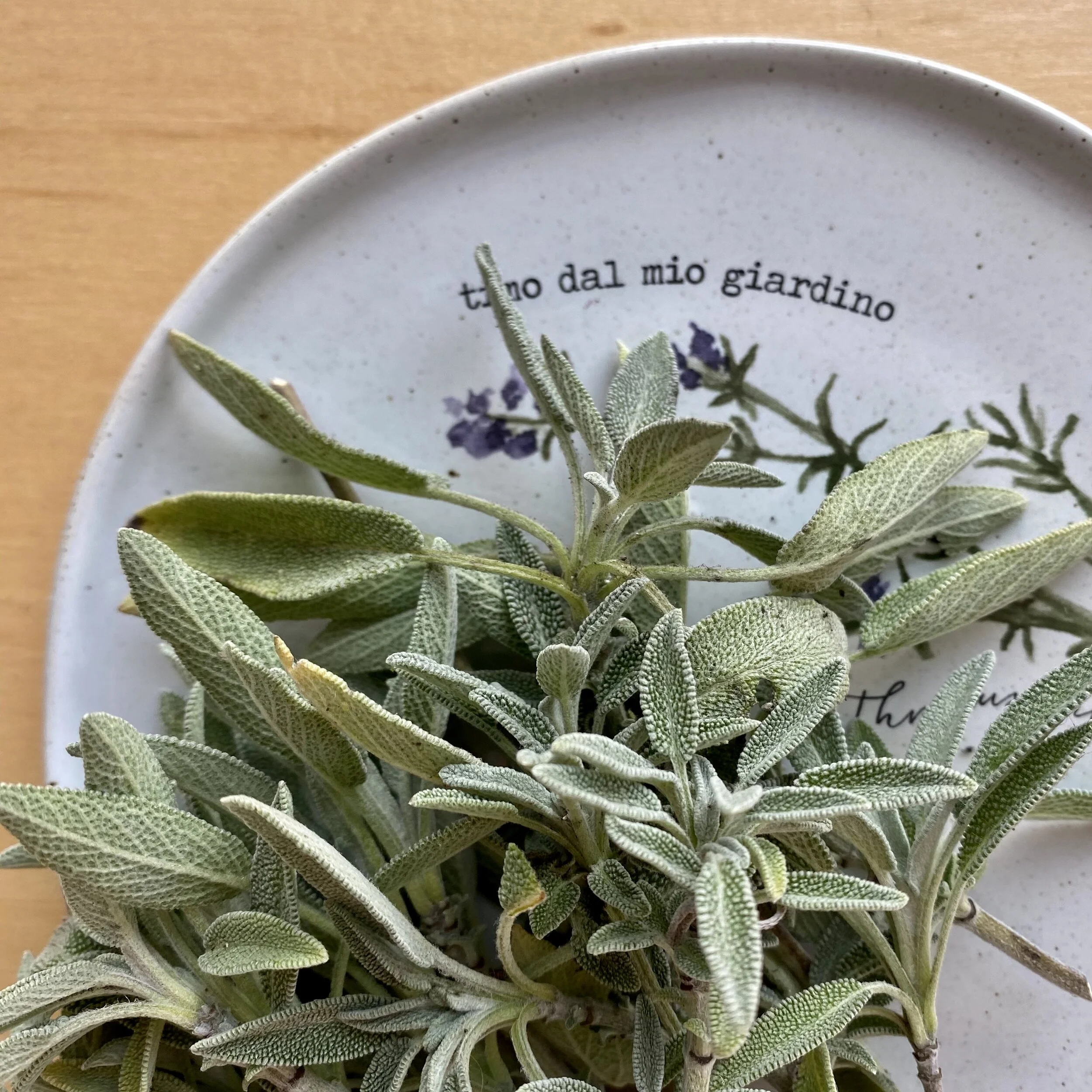 In My San Diego Garden and Kitchen