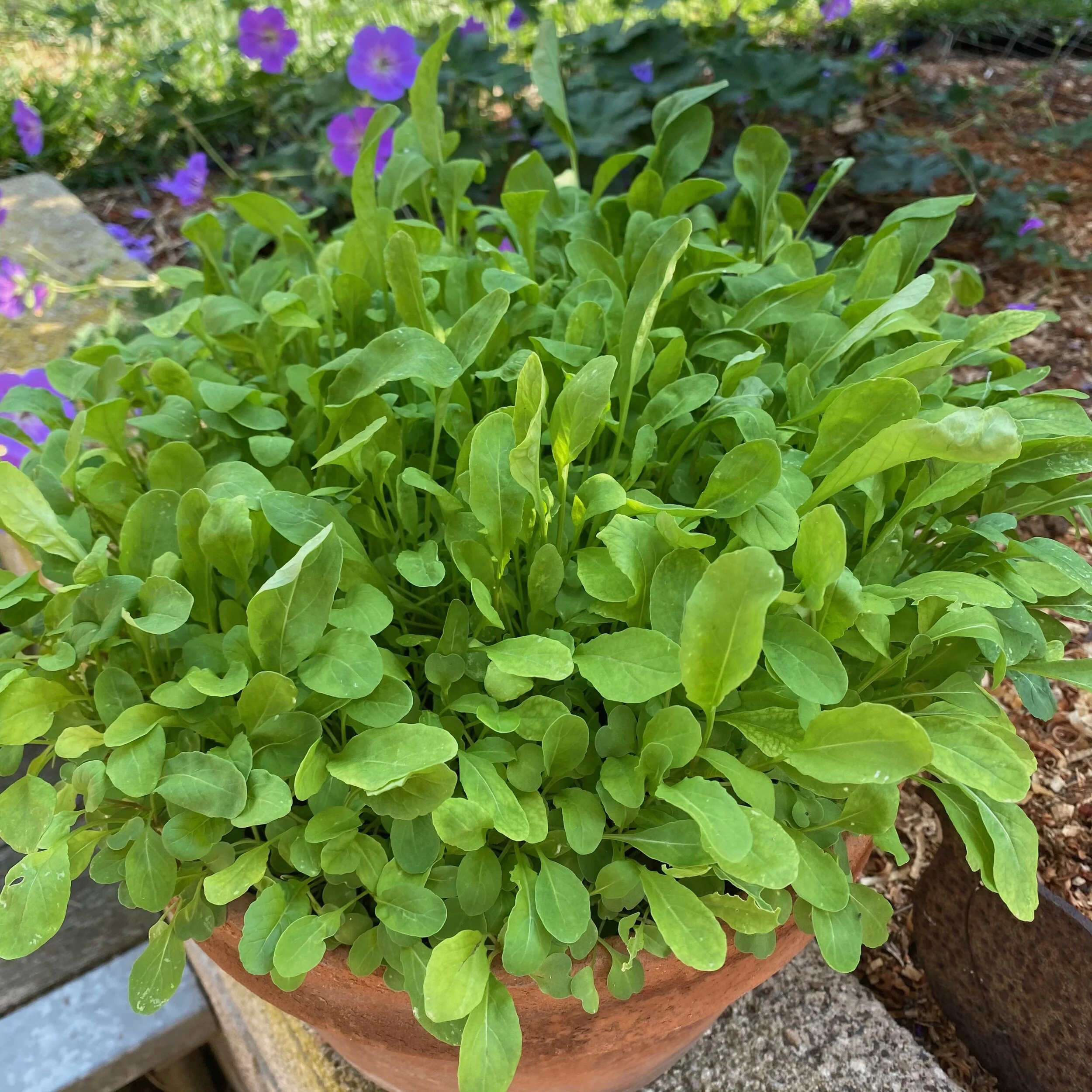Growing Arugula in a Container
