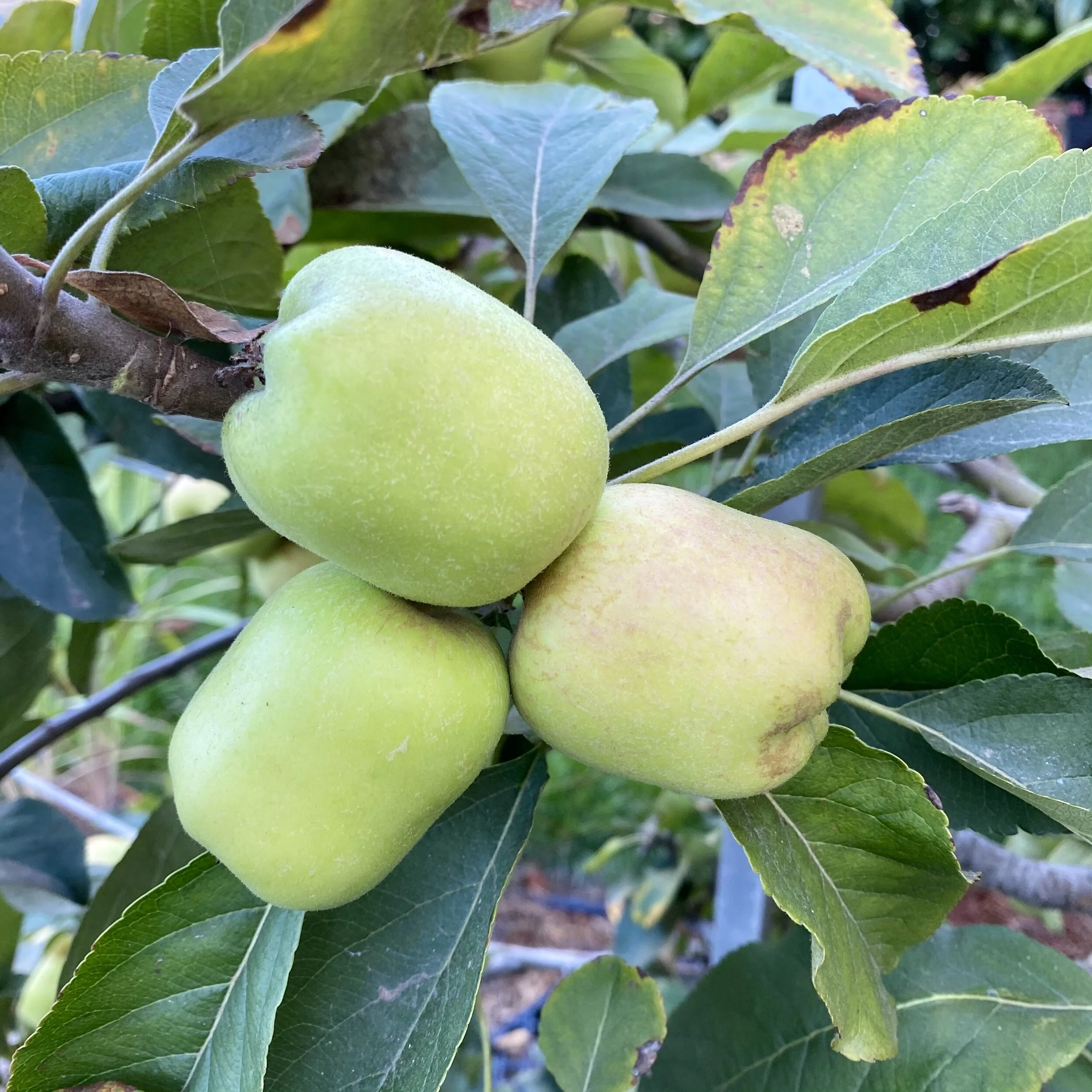 In My Garden, Mid-October