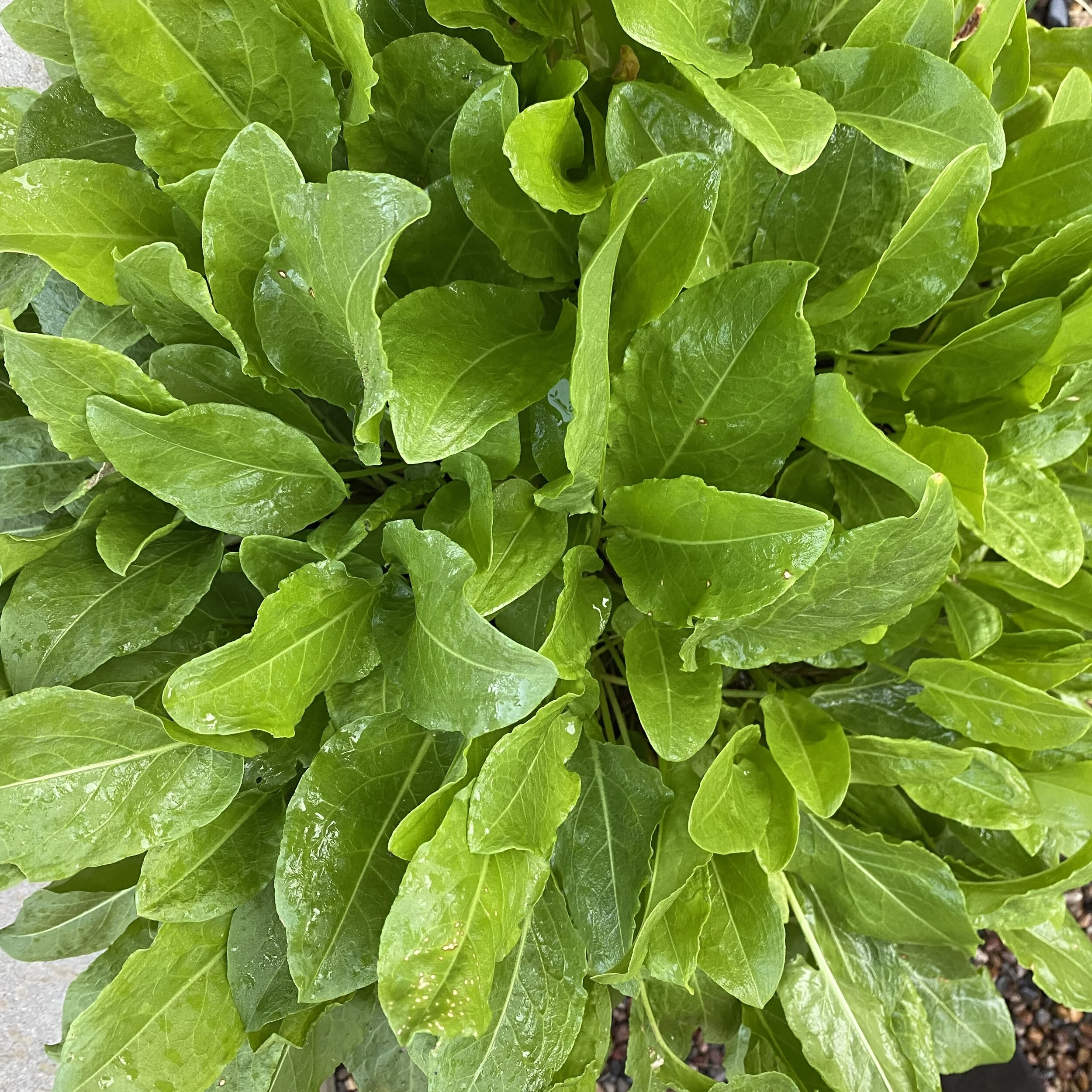In My San Diego Garden and Kitchen