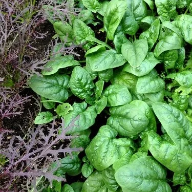 How to Grow Spinach