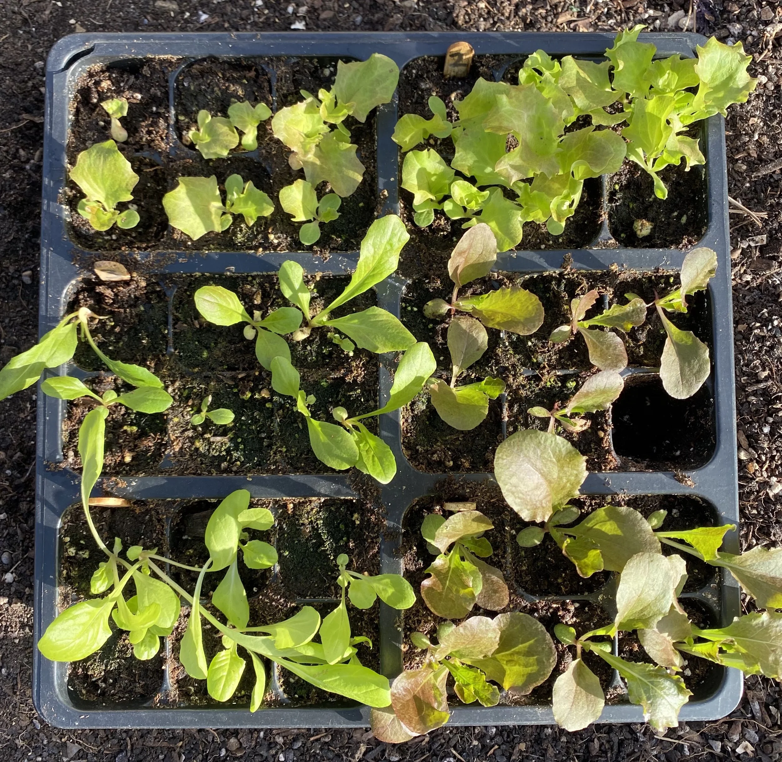 Transplanting Lettuce