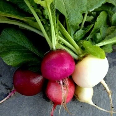 An Update on Growing Radishes