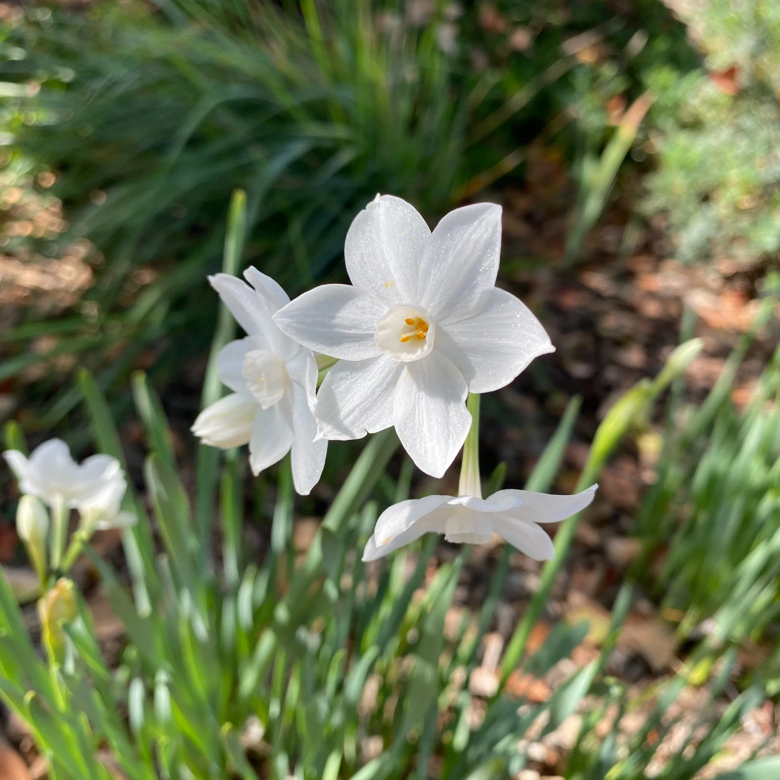 In My Garden, Early November