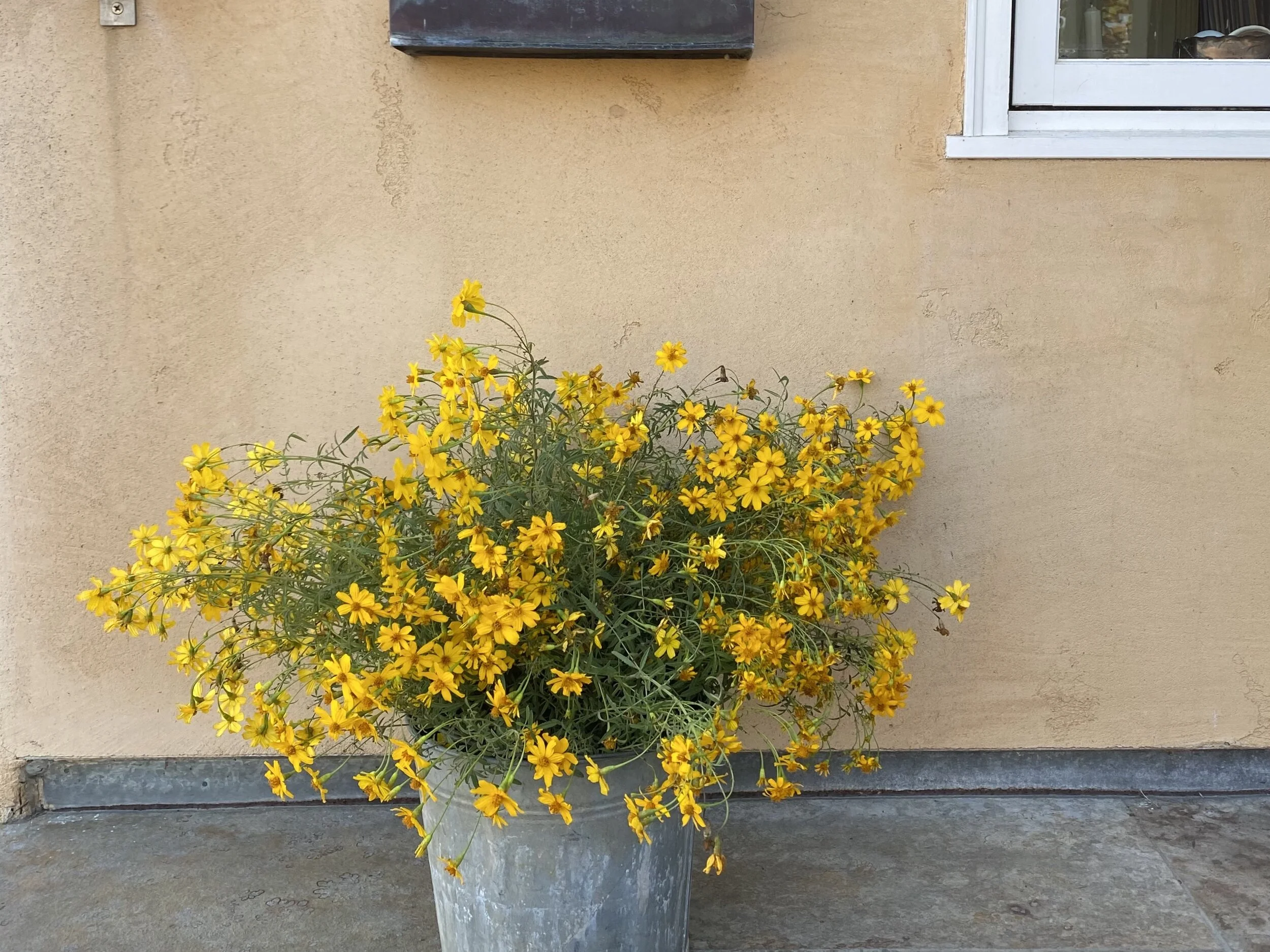 Mexican marigold, Tagettes lemonii