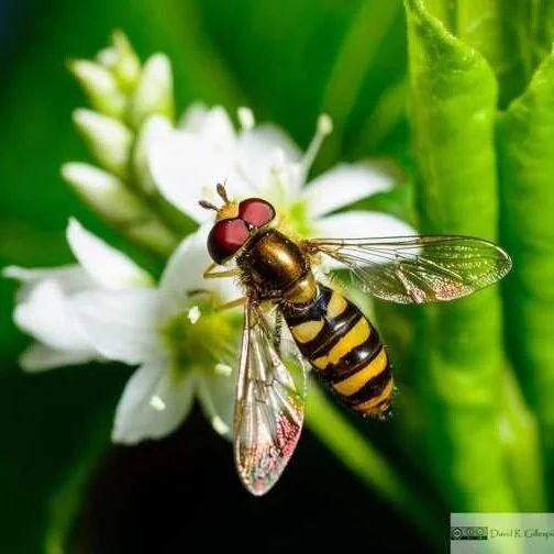 Attract Beneficial Insects to the Vegetable Garden