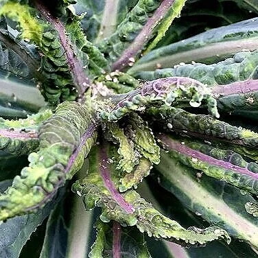 Manage Aphids Organically