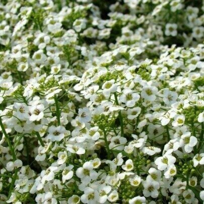Flowers Replace Insecticides in Lettuce Production