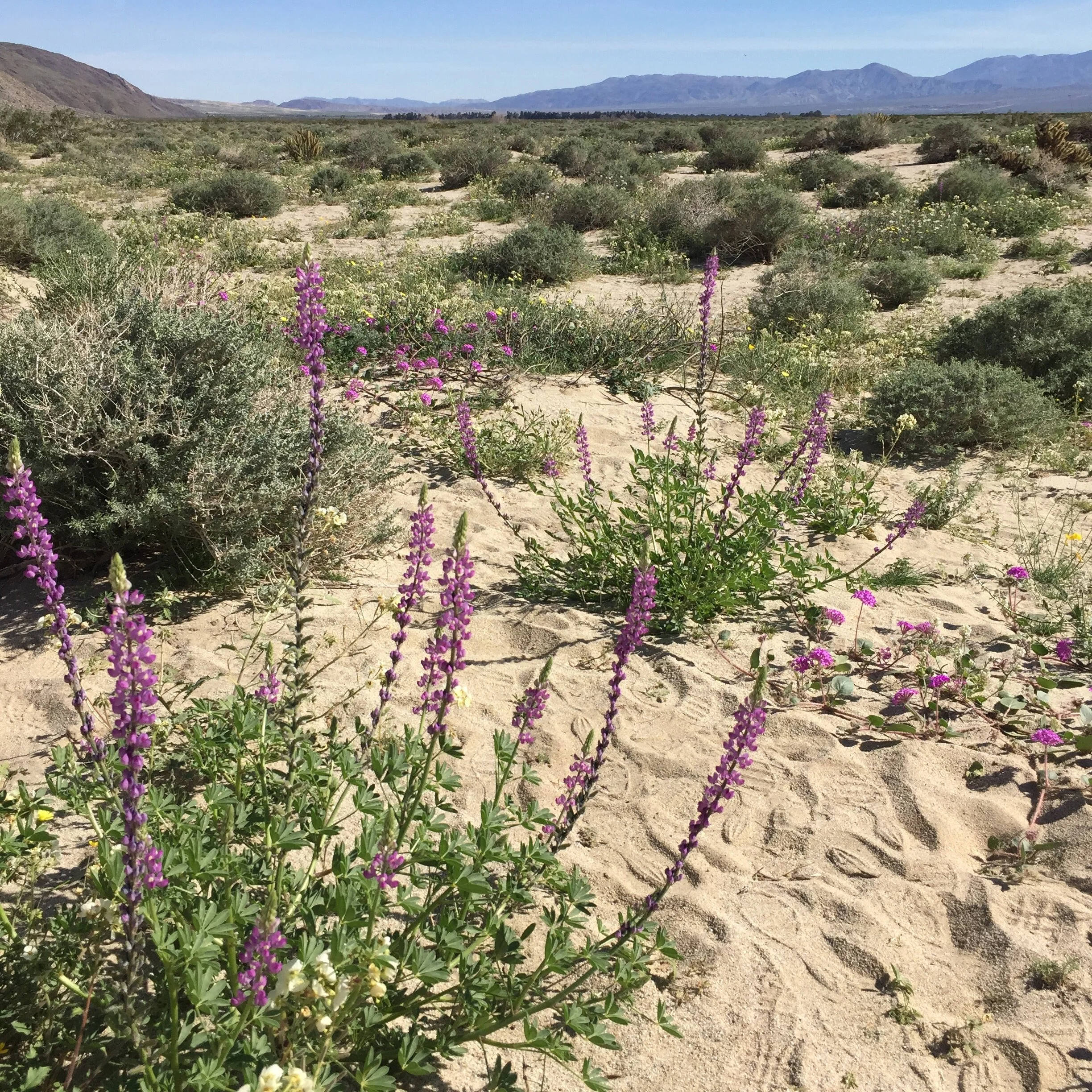 A Garden Can Be Anywhere