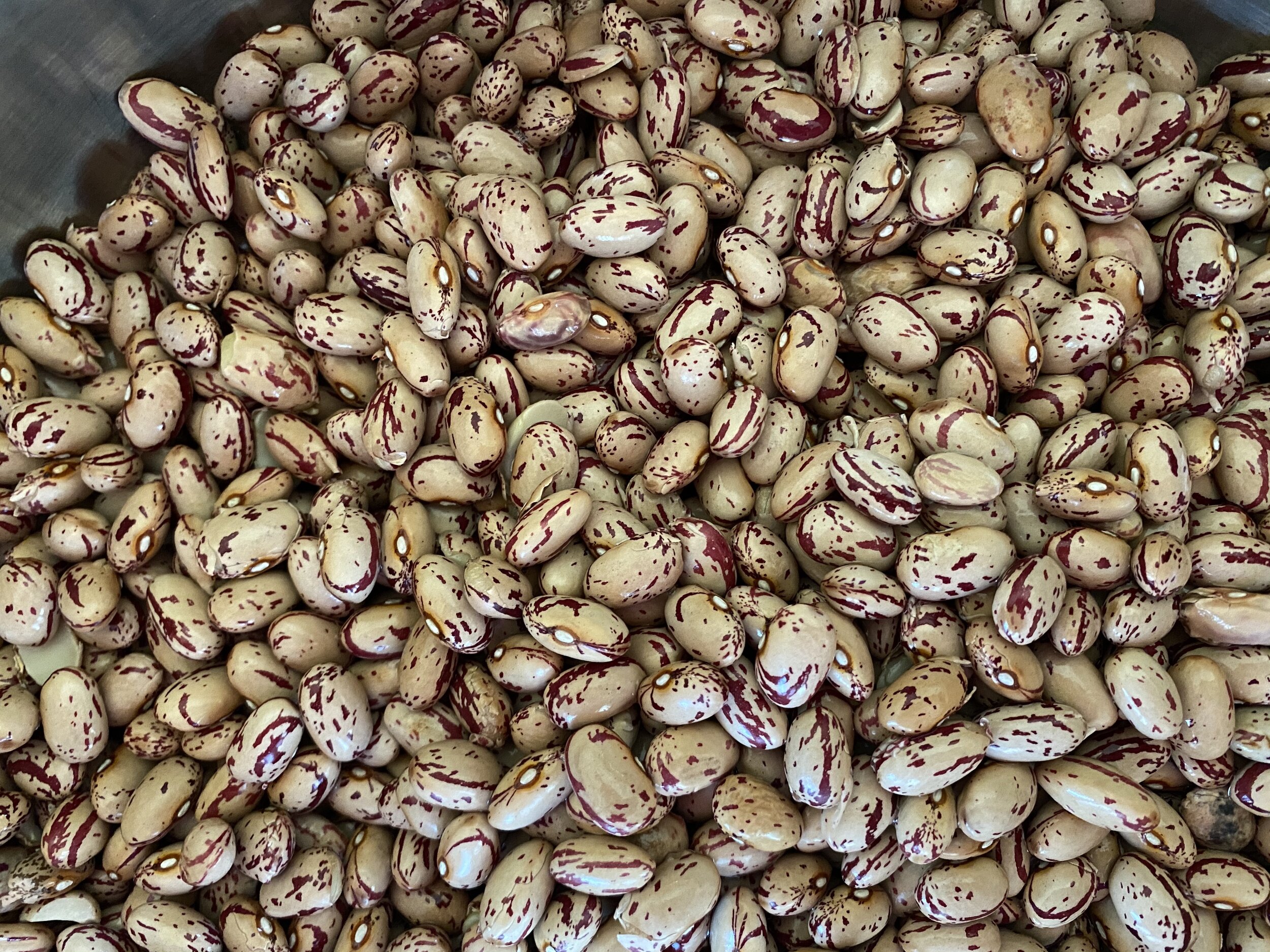 Growing Cranberry Beans — ediblegardens52