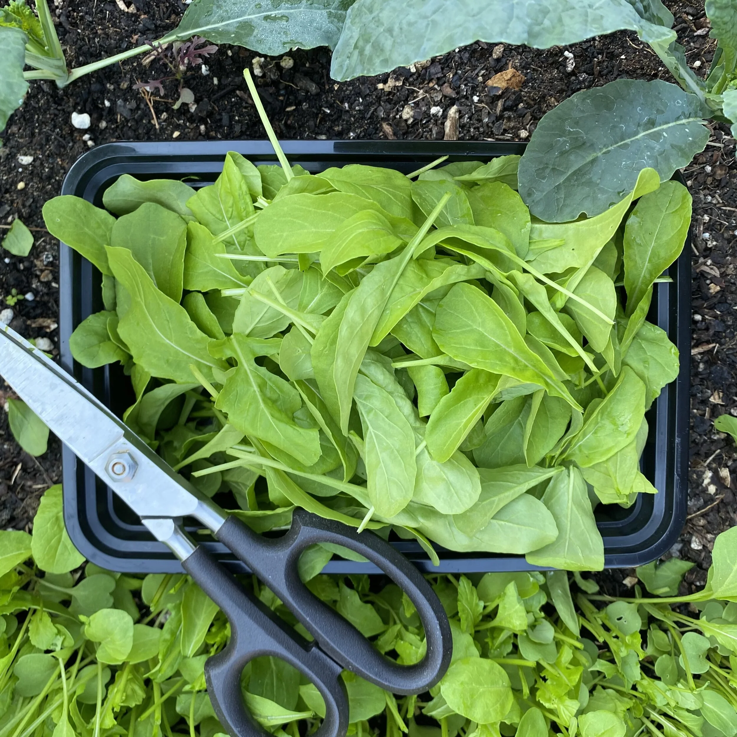 In My San Diego Garden and Kitchen