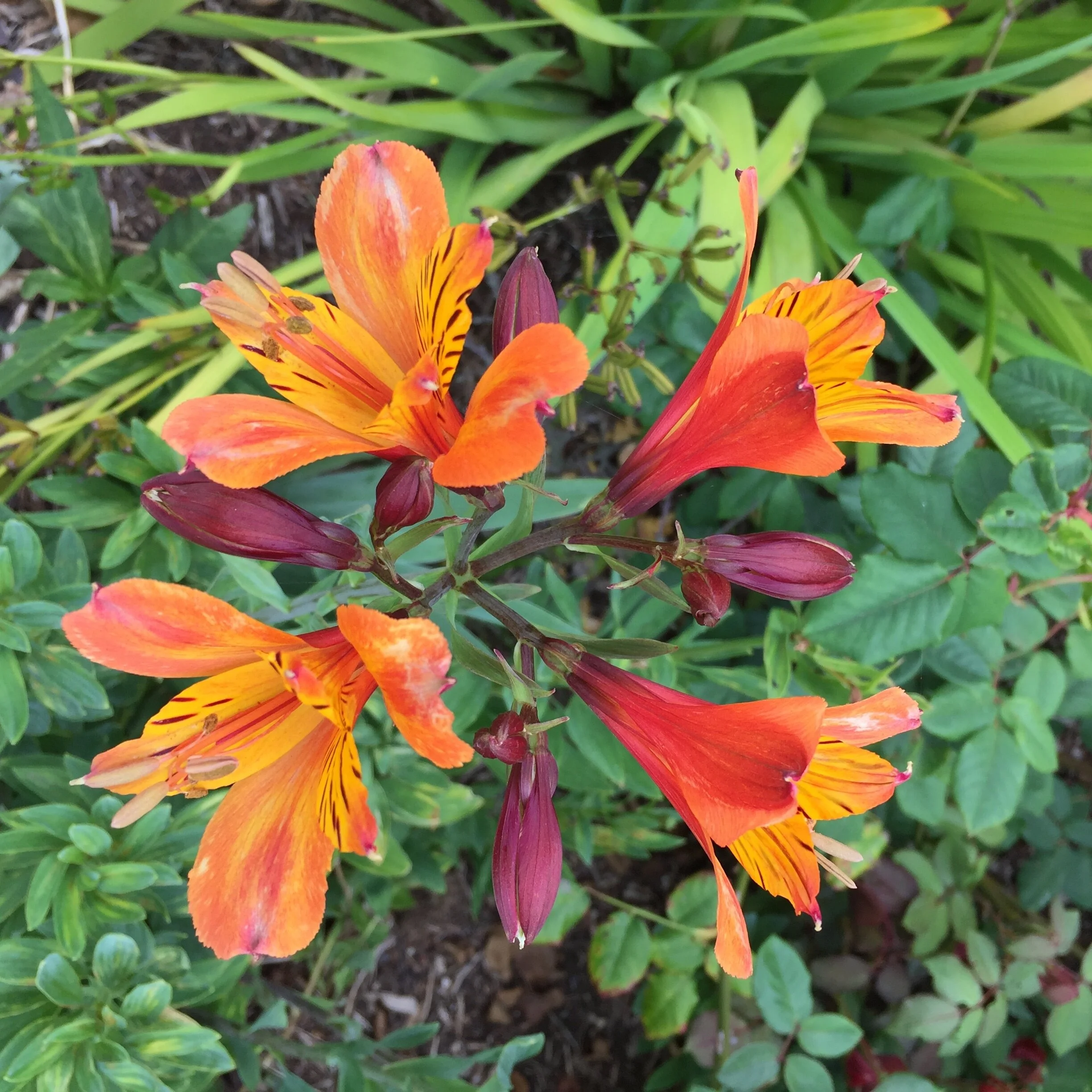 Grateful at Thanksgiving