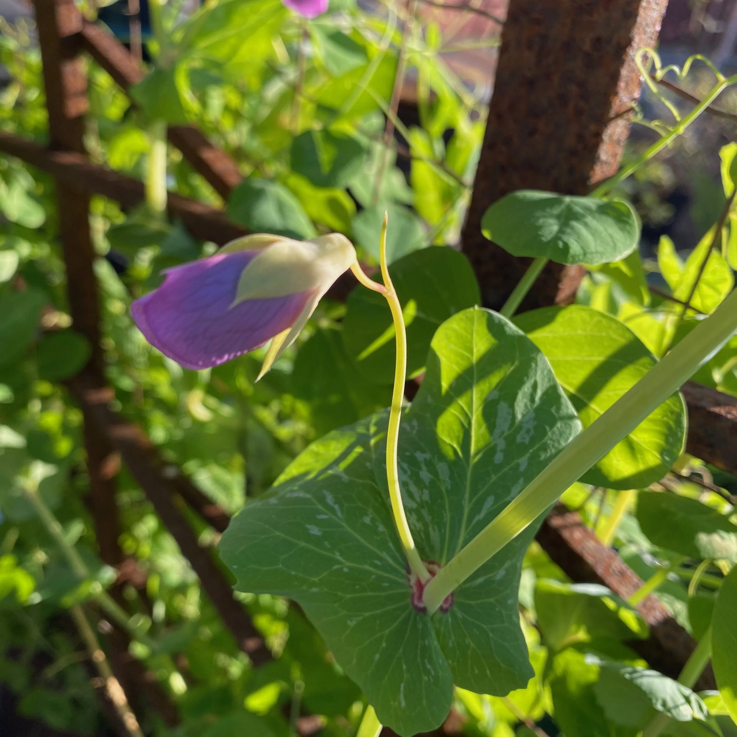 In My Garden, Early December