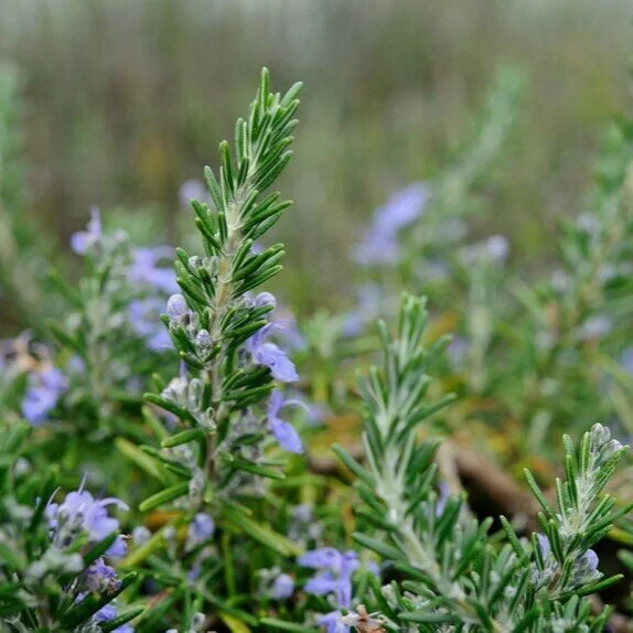 Aromatic Garden Mulches