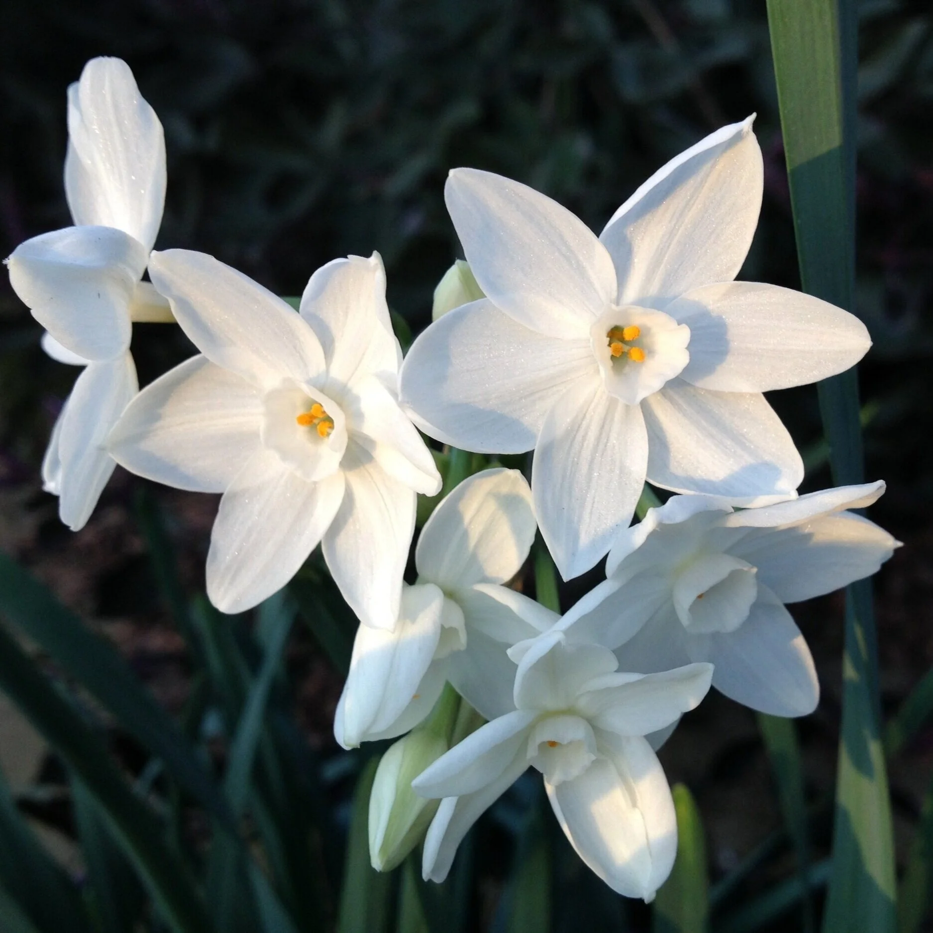 Winter and Paperwhites