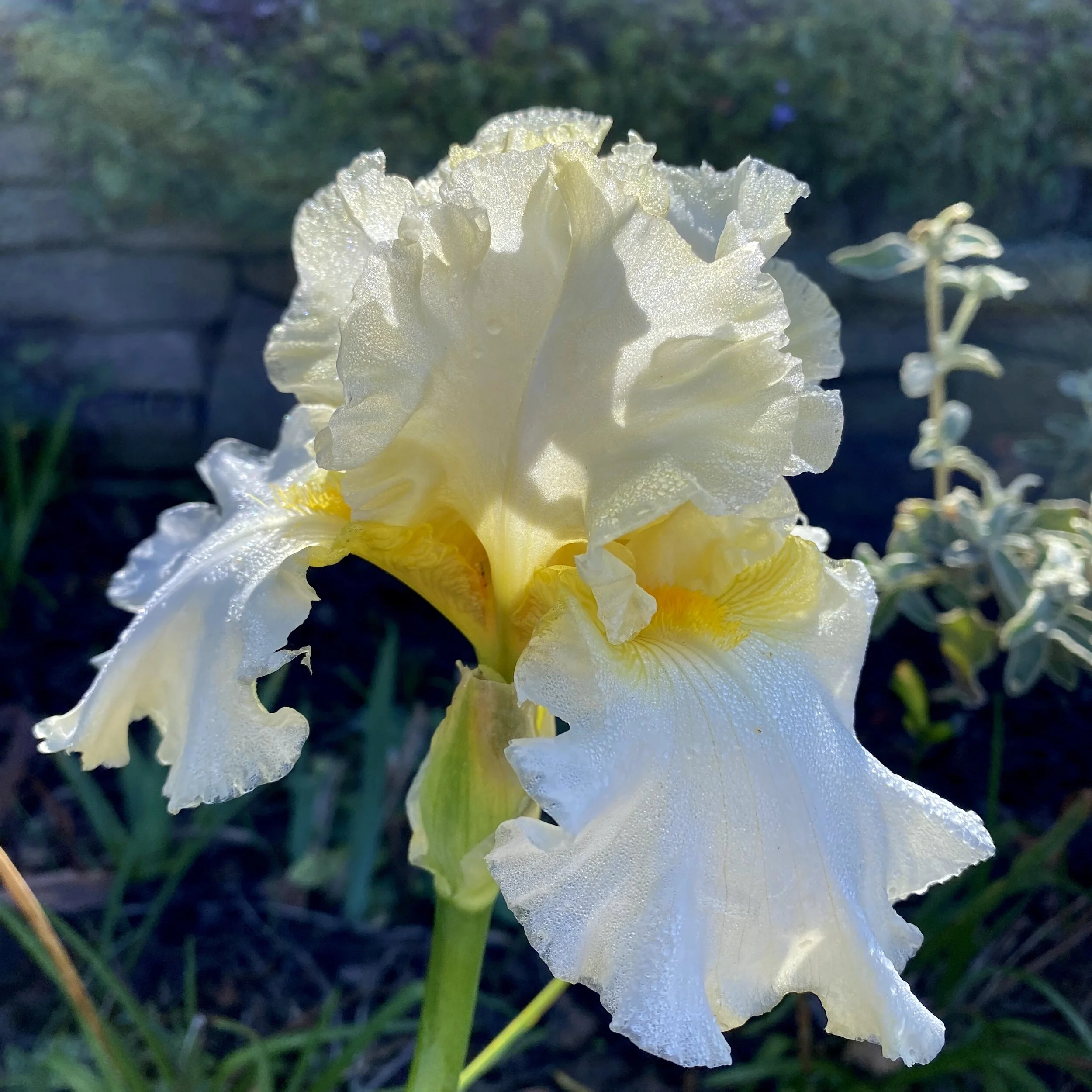 Winter Light and Reblooming Iris