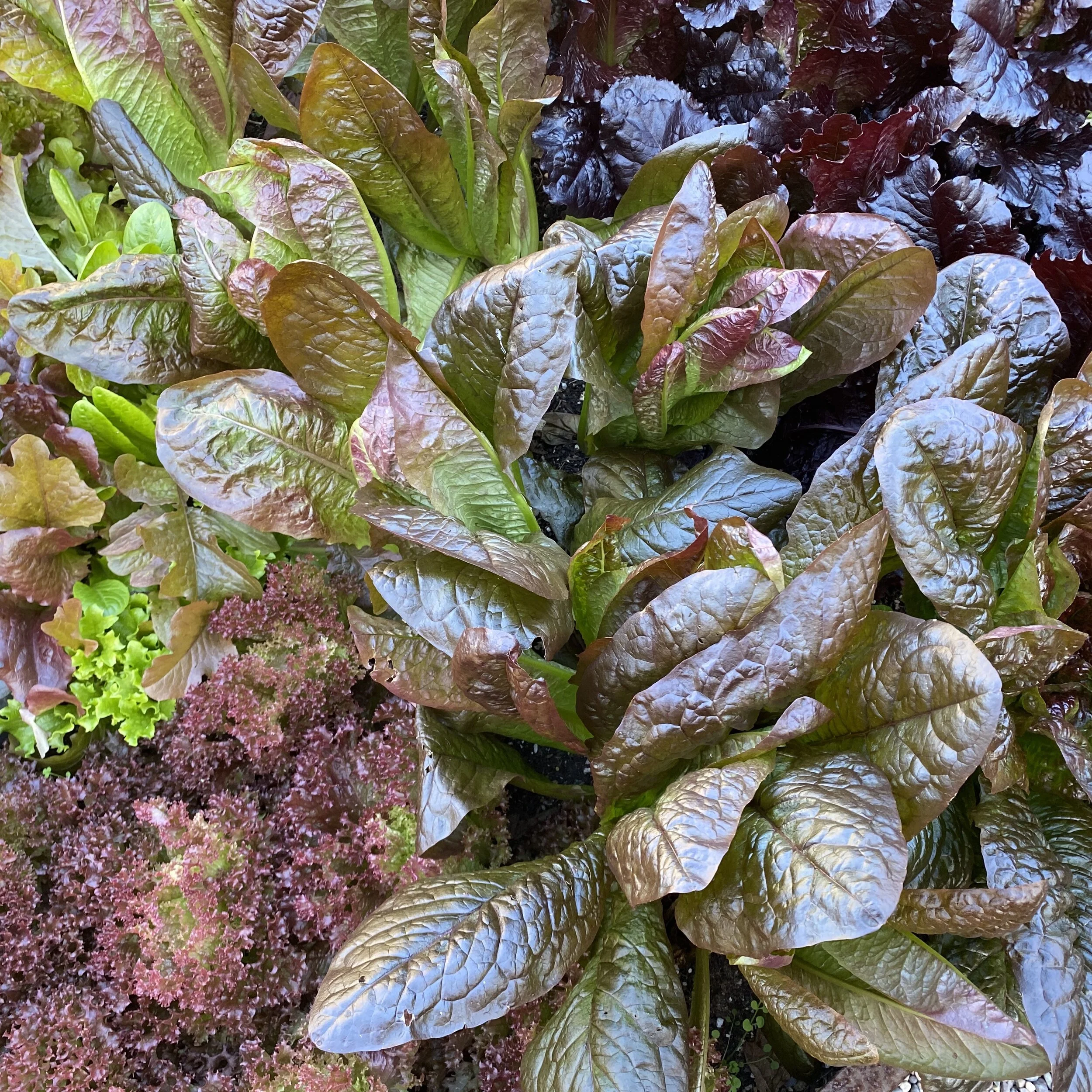 A Painterly Vegetable Garden Until...