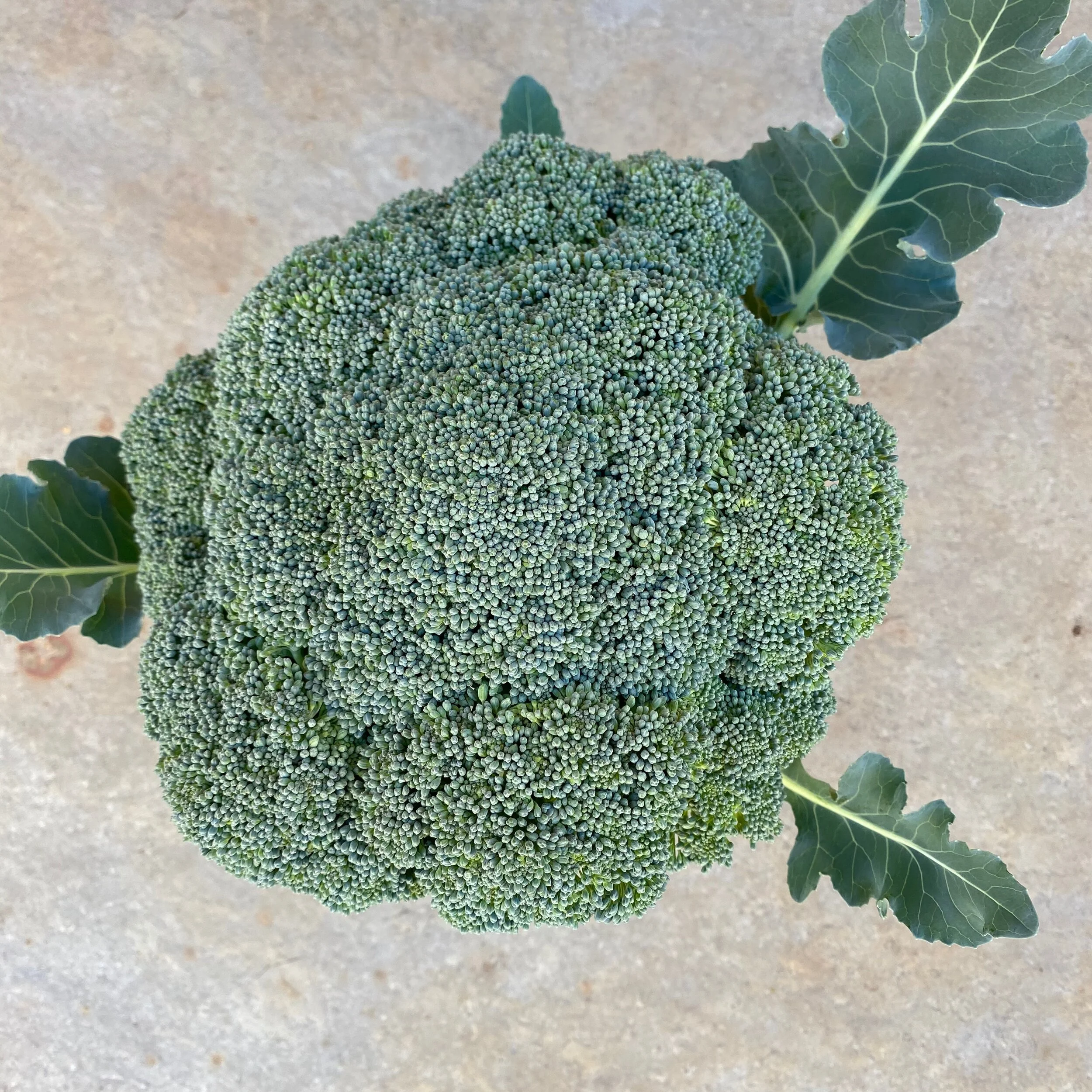 In My San Diego Garden and Kitchen
