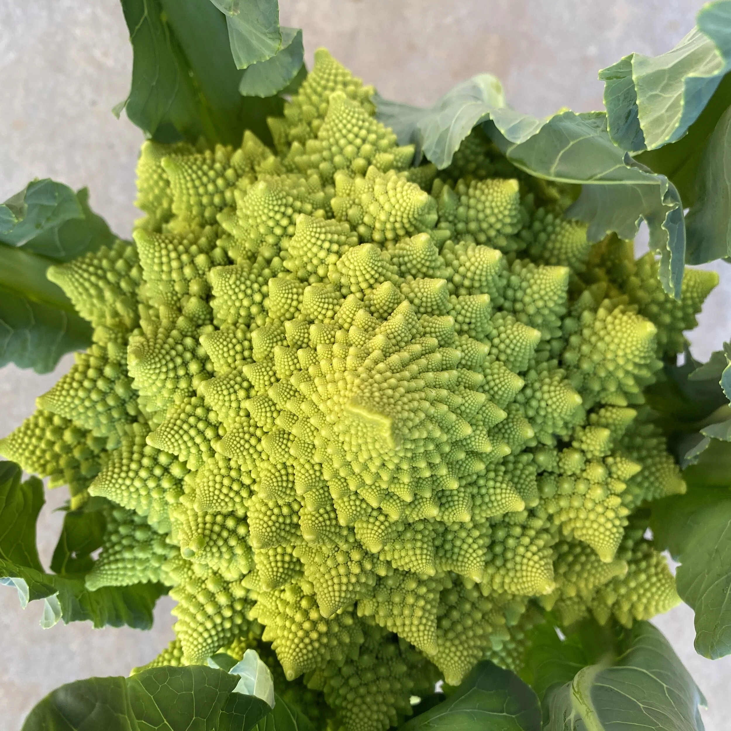 In My San Diego Garden and Kitchen