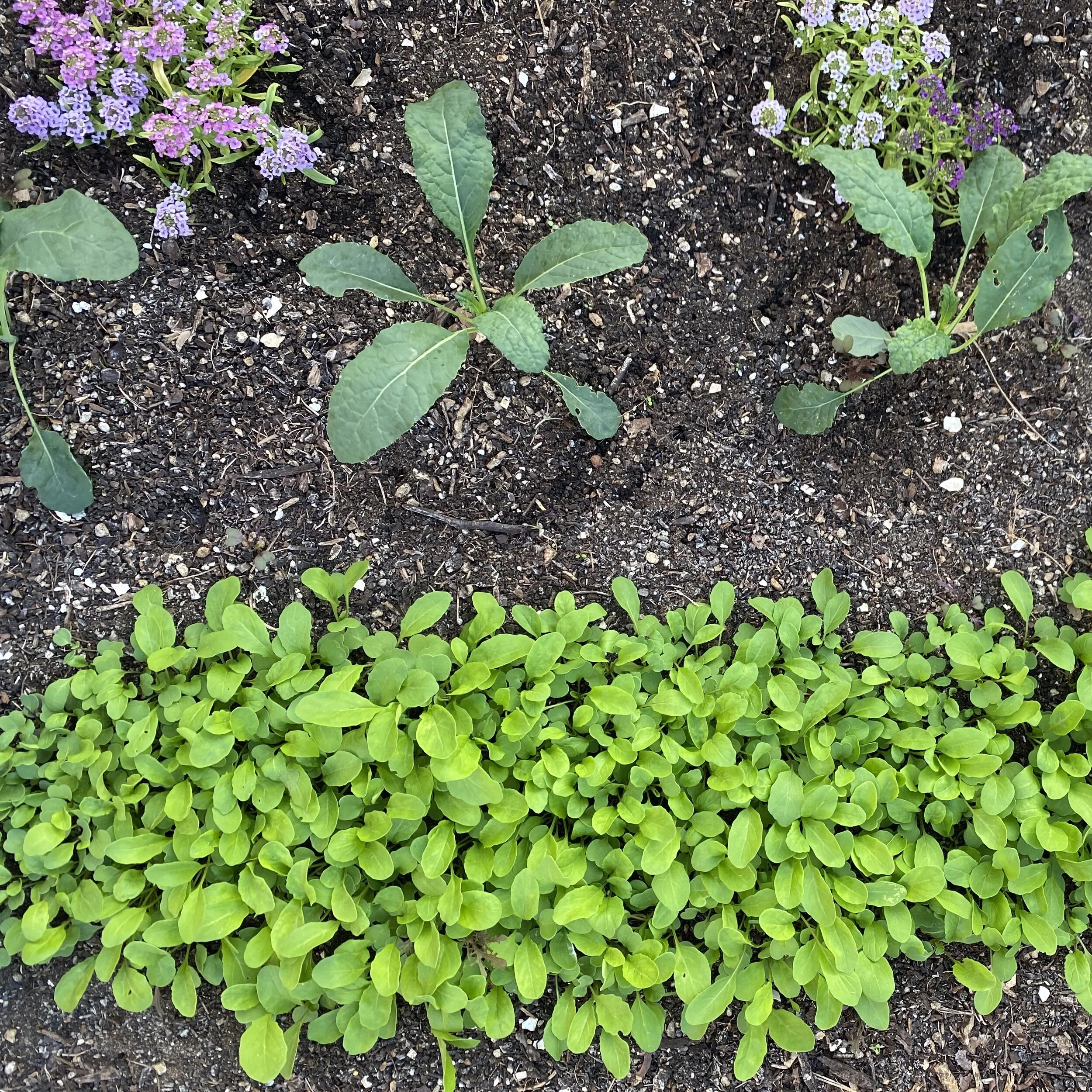 Succession Planting