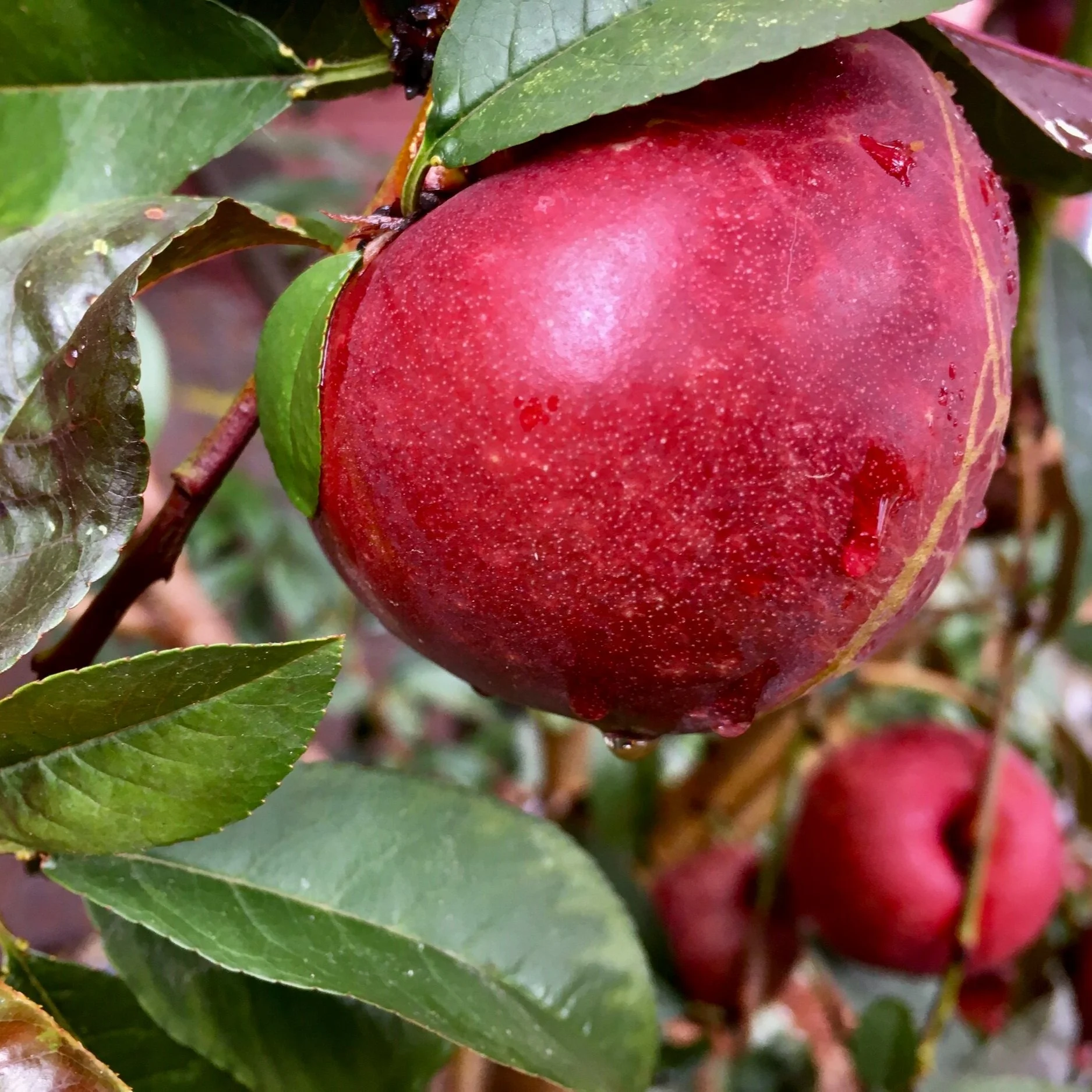 Nectaplums 