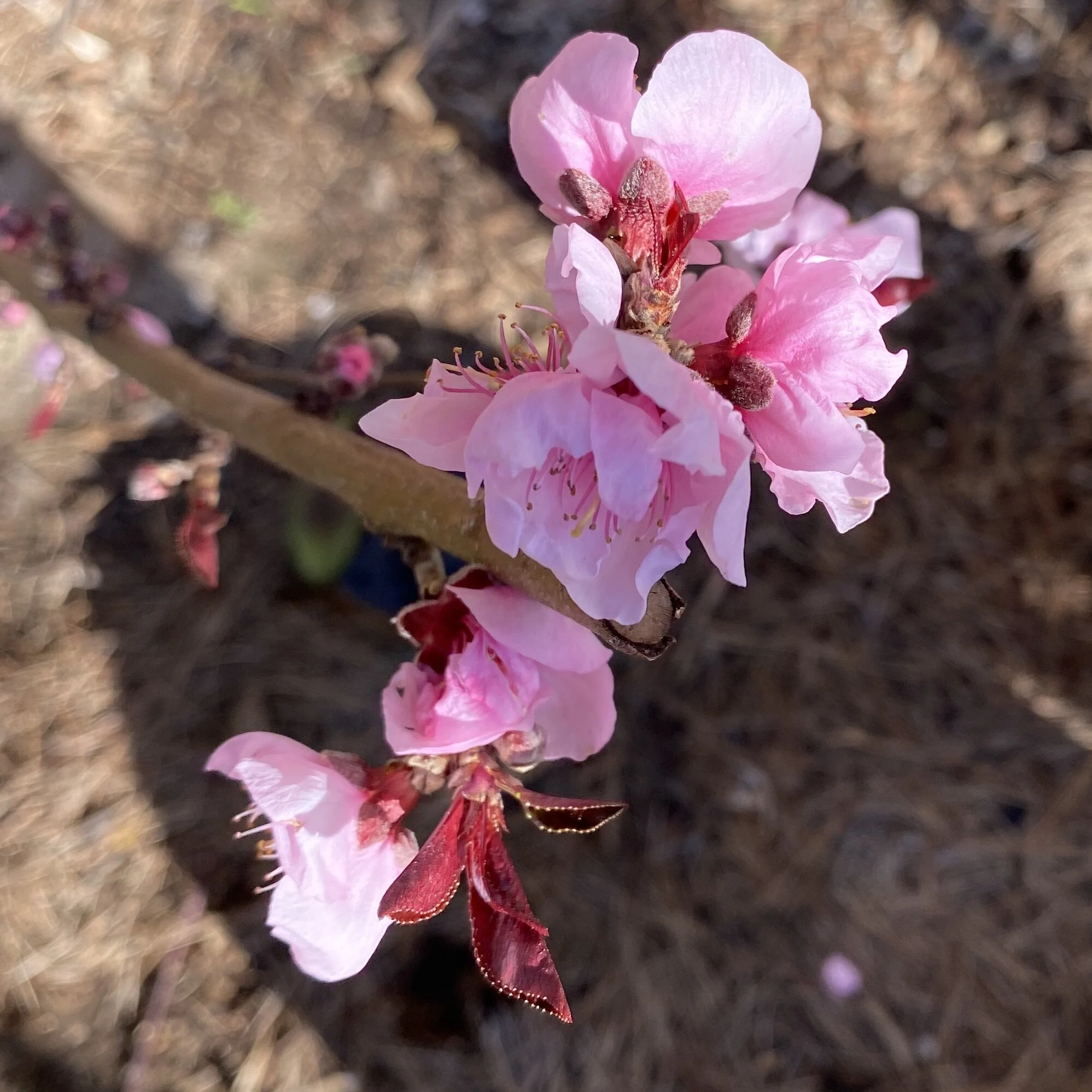 In My Garden, Mid-February