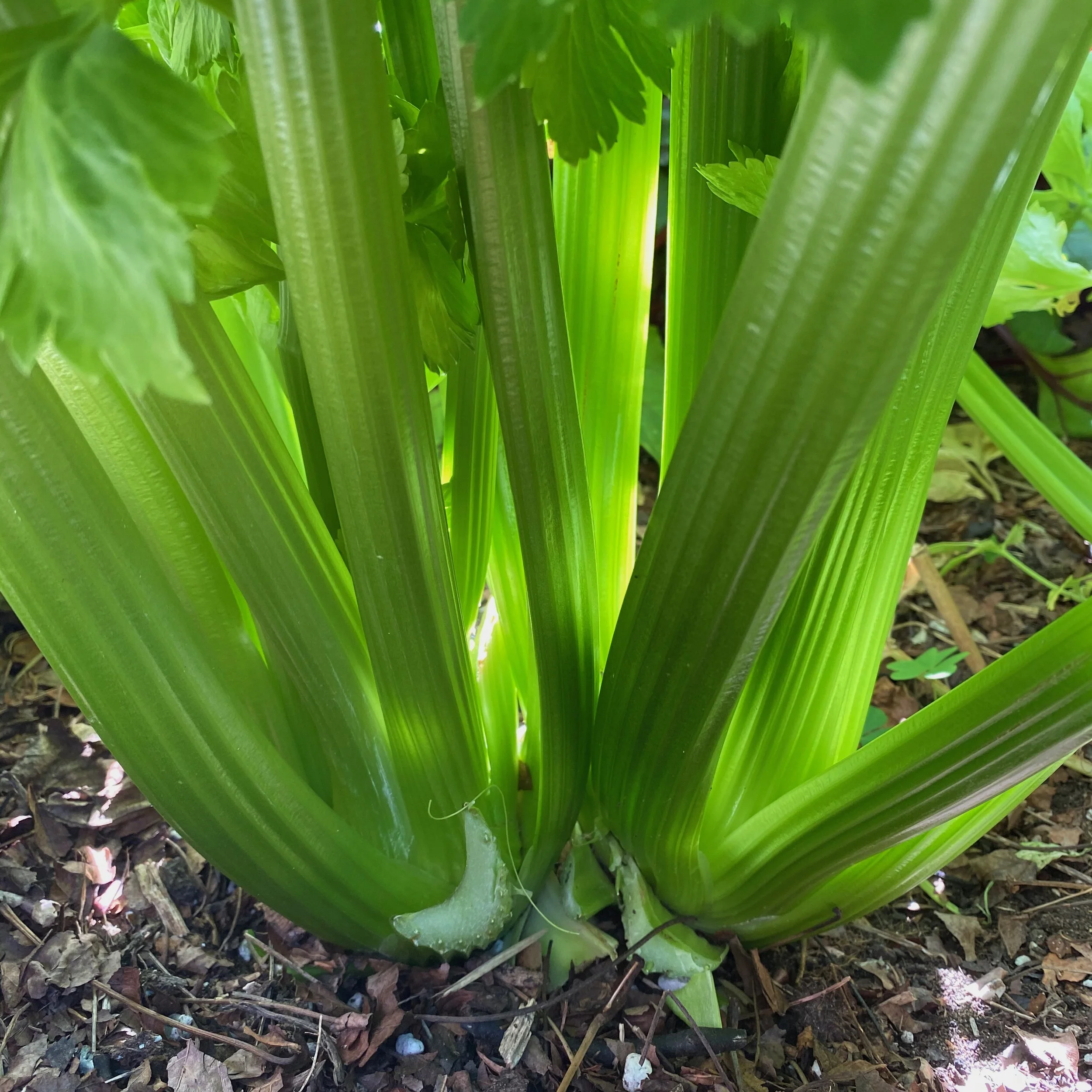 Celery in a Fog Belt