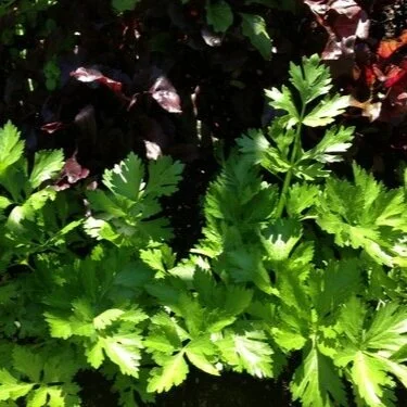 Planting My Winter Garden: Celery