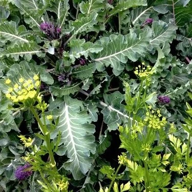 Science-Based Companion Planting