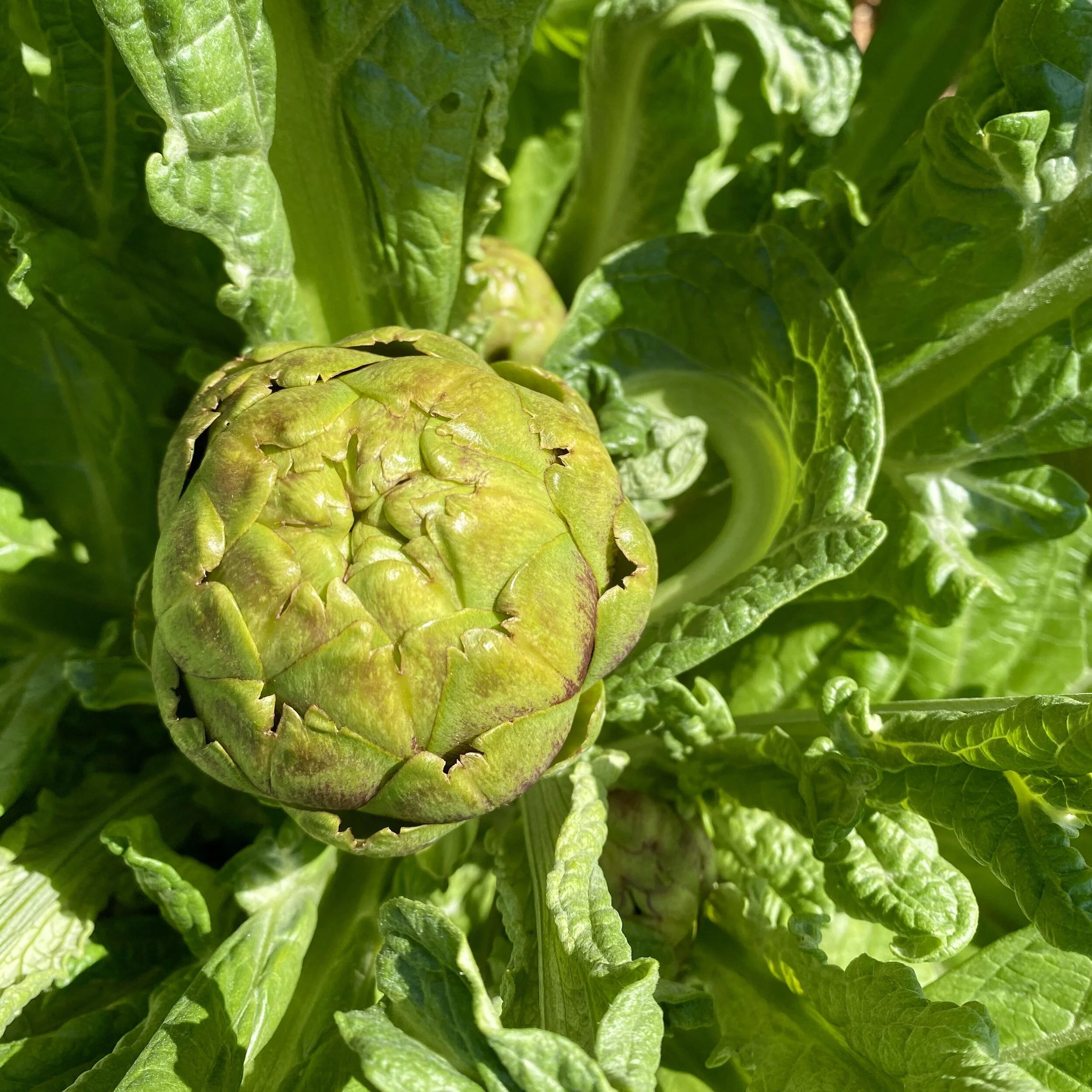 In My San Diego Garden and Kitchen