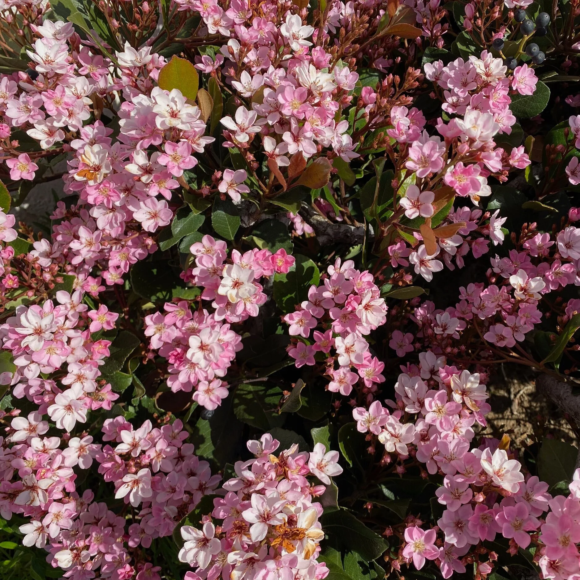 March in SoCal