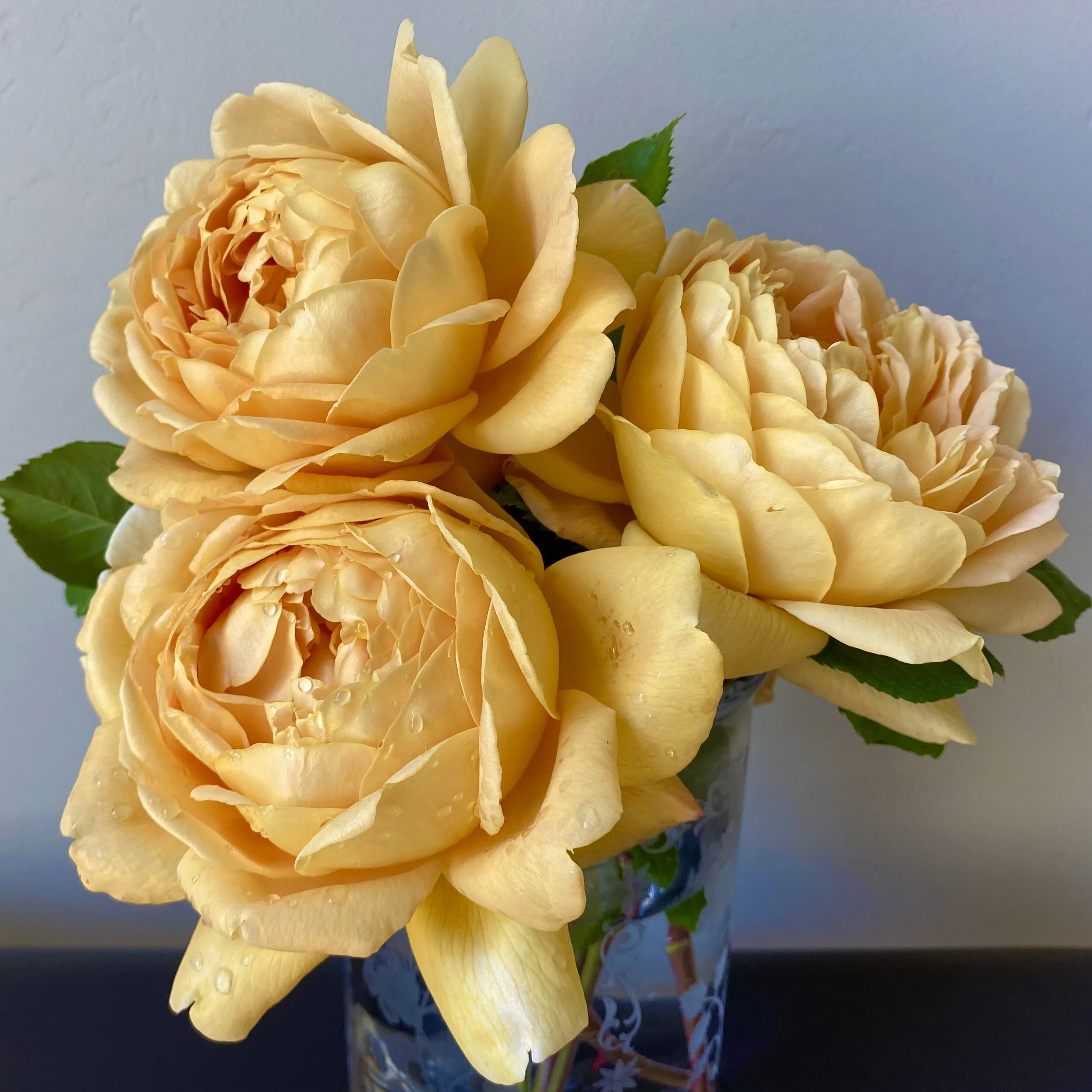 In My San Diego Garden and Kitchen