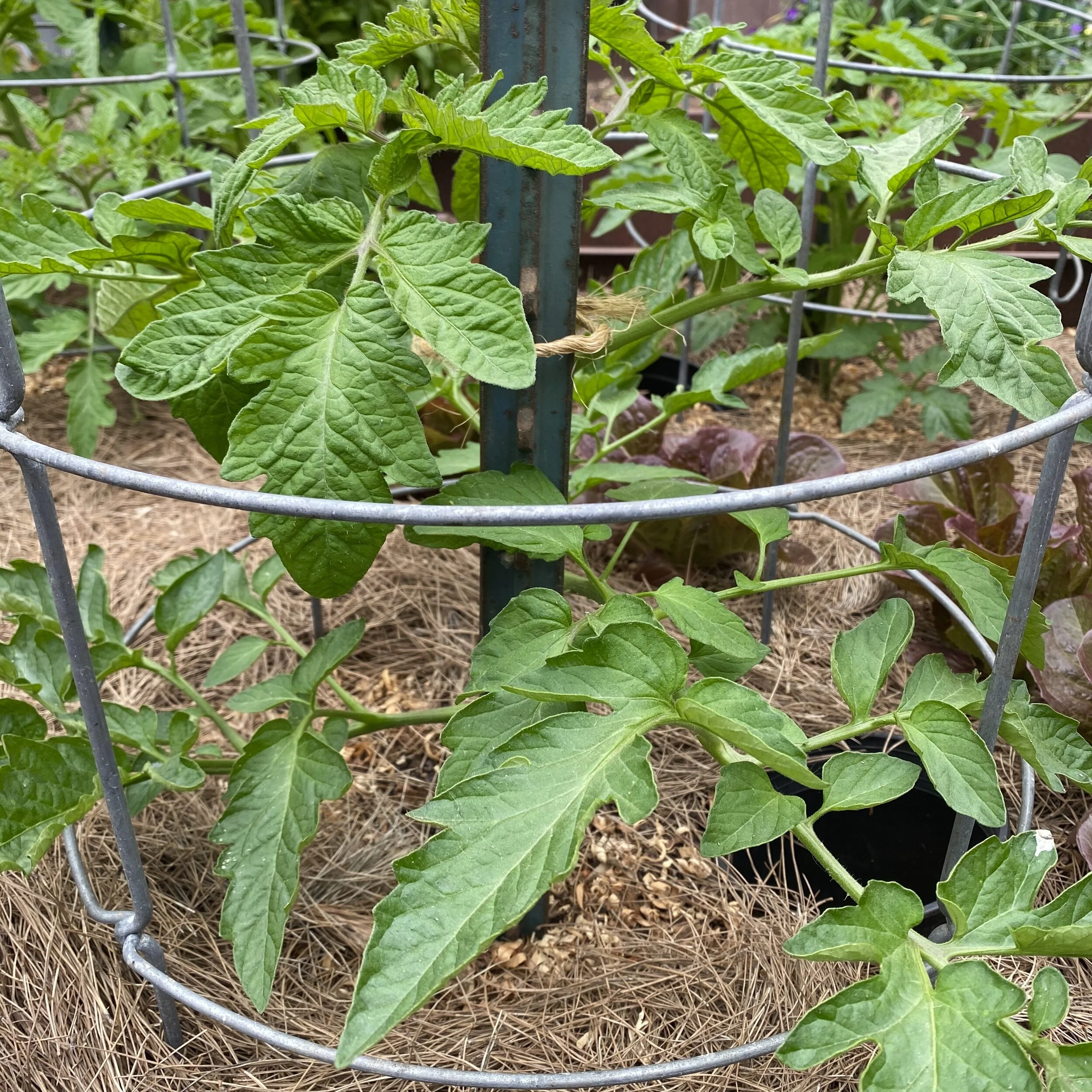 The Dirt on Pruning Tomatoes