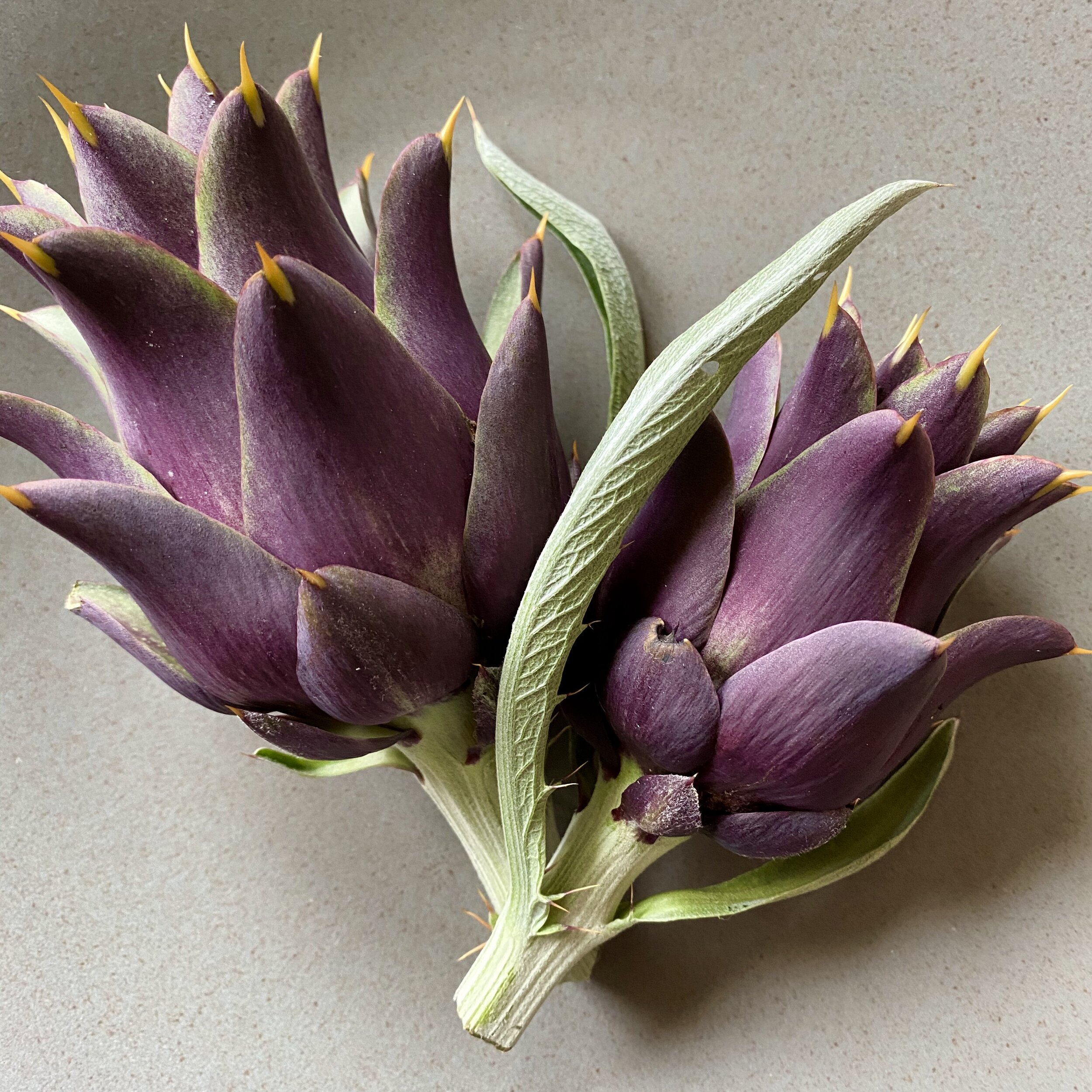 In My San Diego Garden and Kitchen