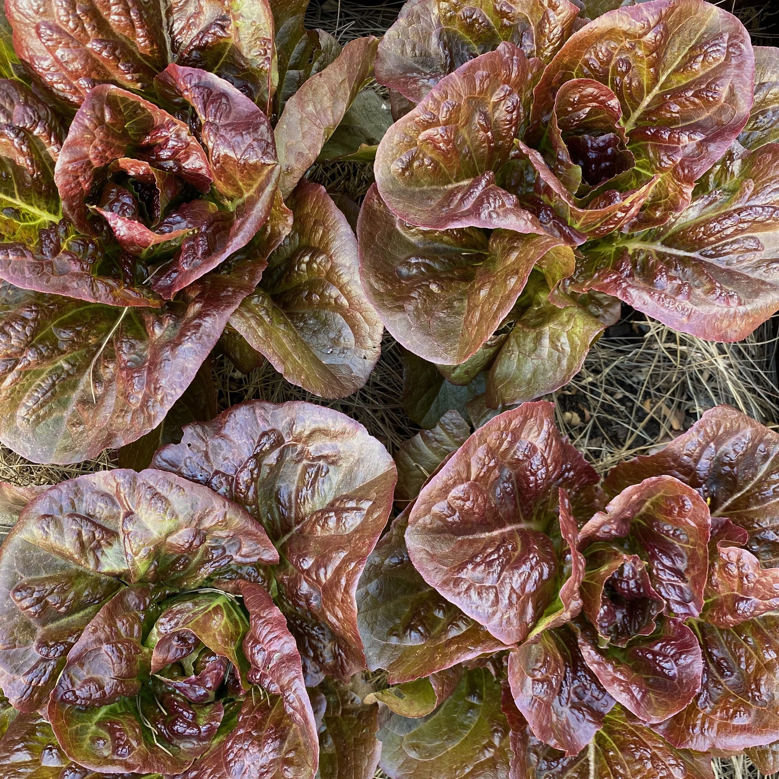 Summer Lettuce