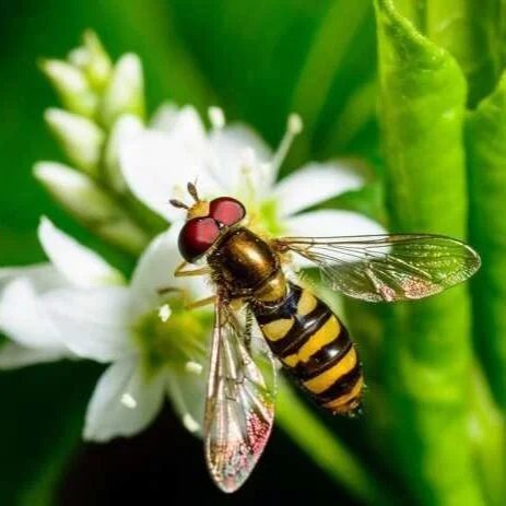 Hover Flies and Tiny Flowers