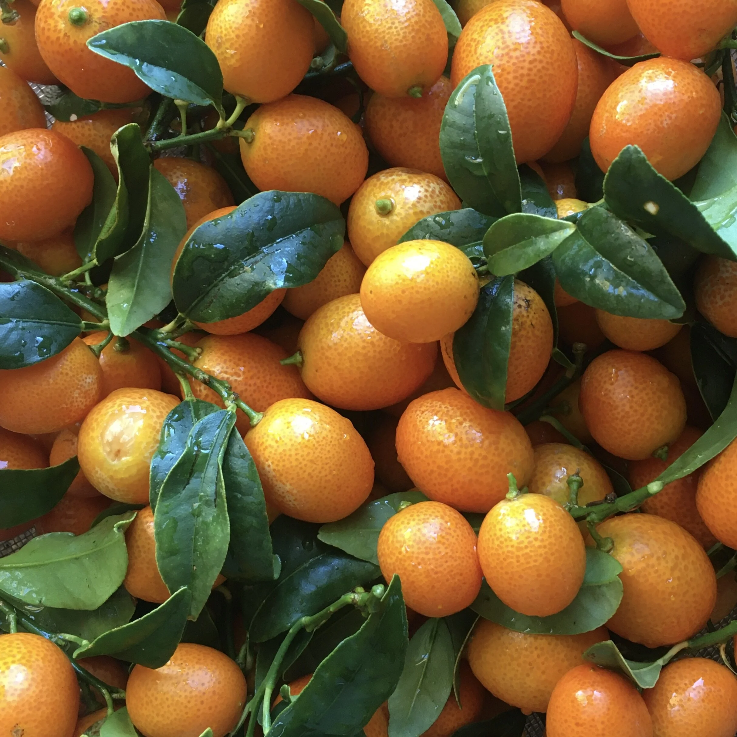 Kumquat Goodness