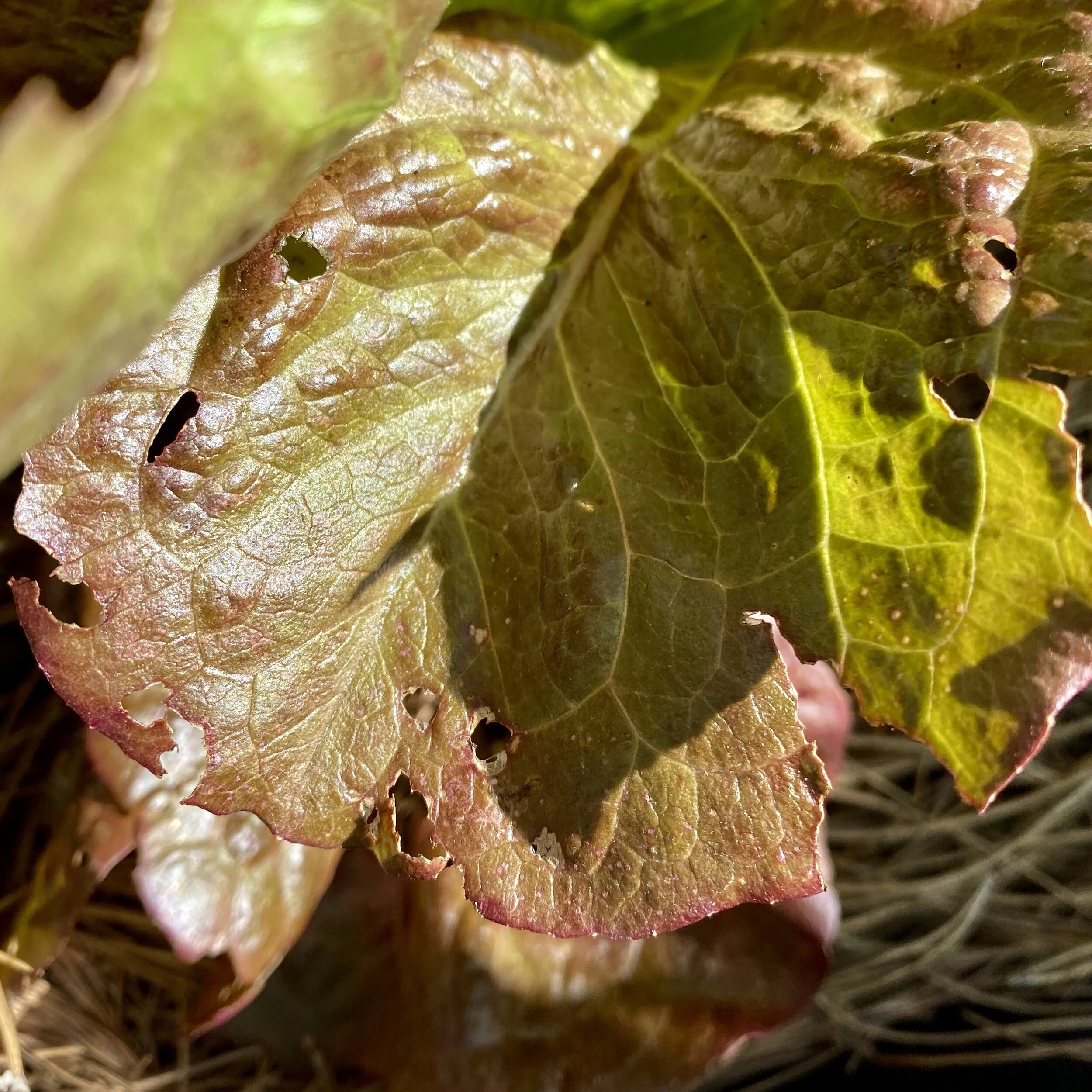 Garden Hacks--7