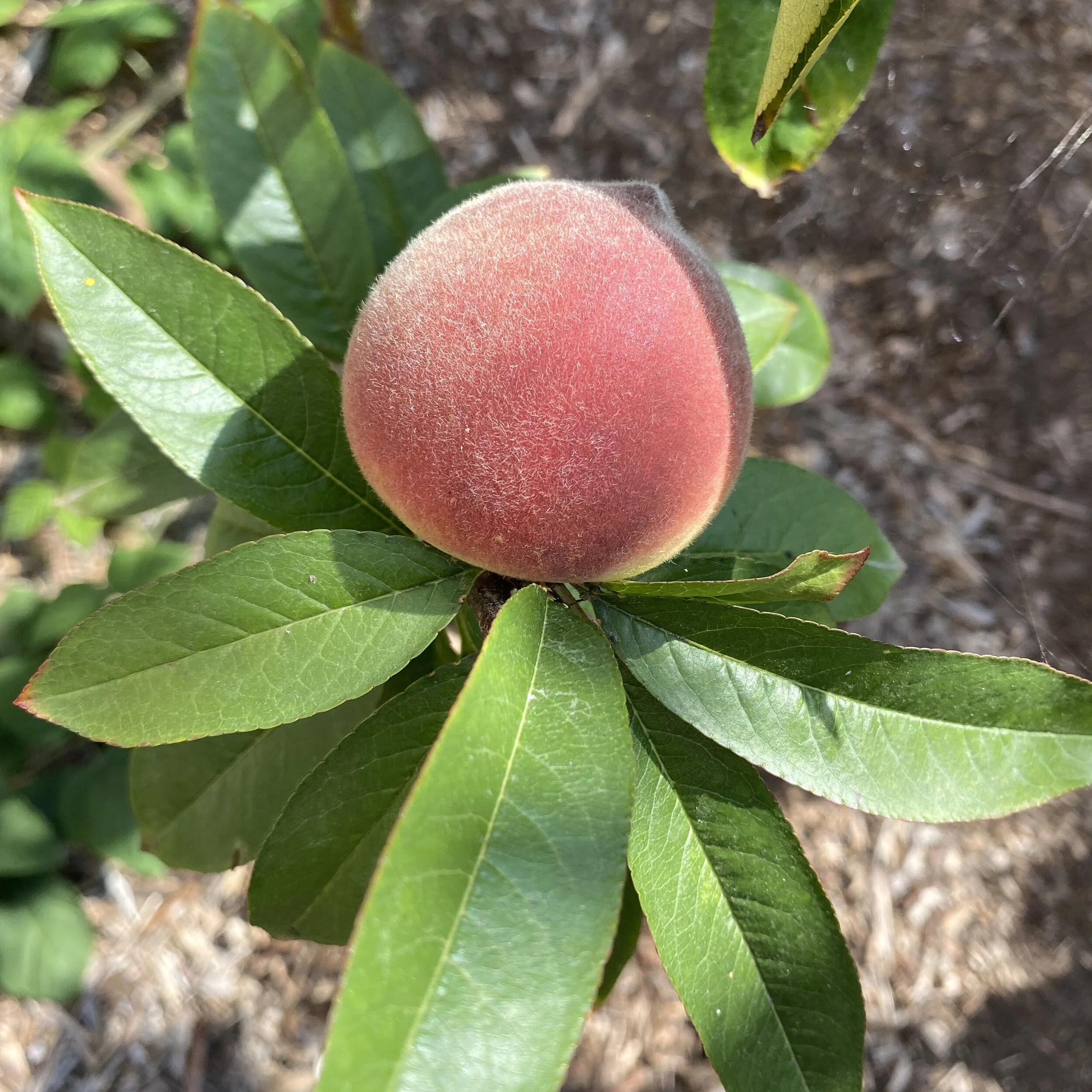 In My Garden--Fruit in Mid-June