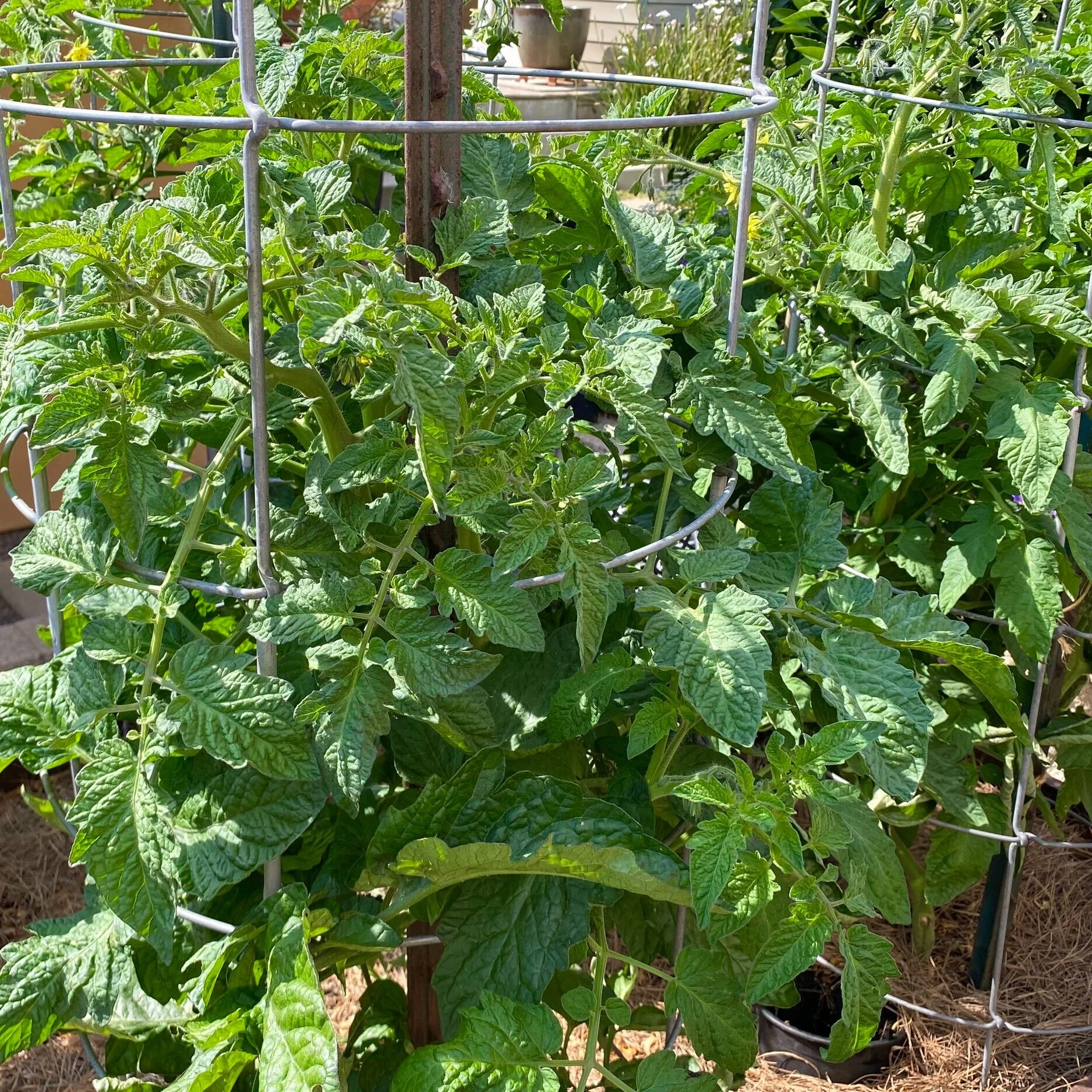 In My Garden--Vegetables in Mid-June
