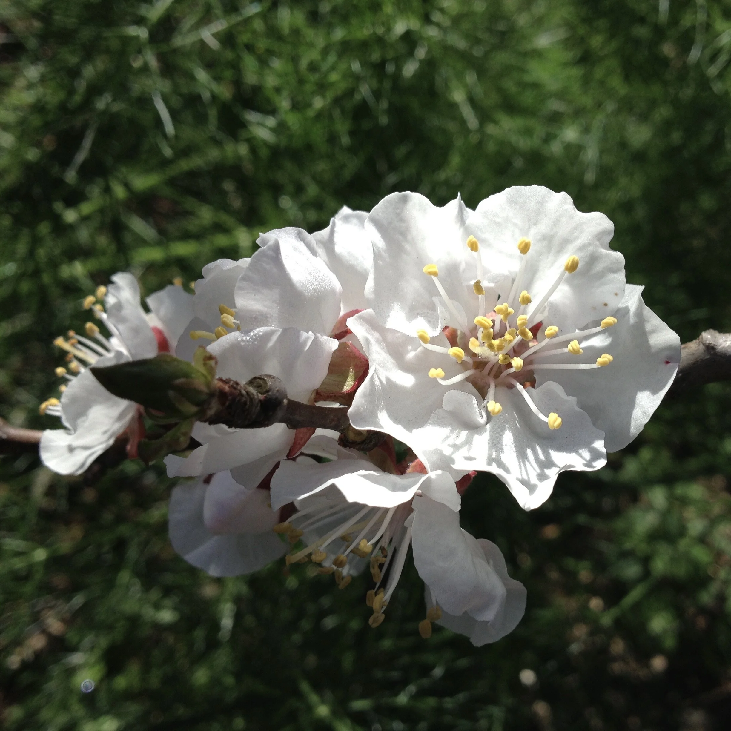 In My San Diego Garden and Kitchen