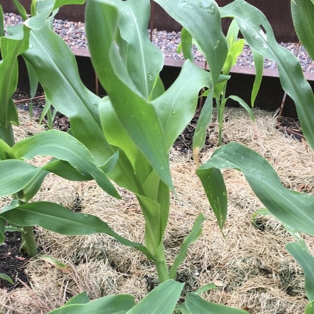 Prepare the Garden for Hot Weather