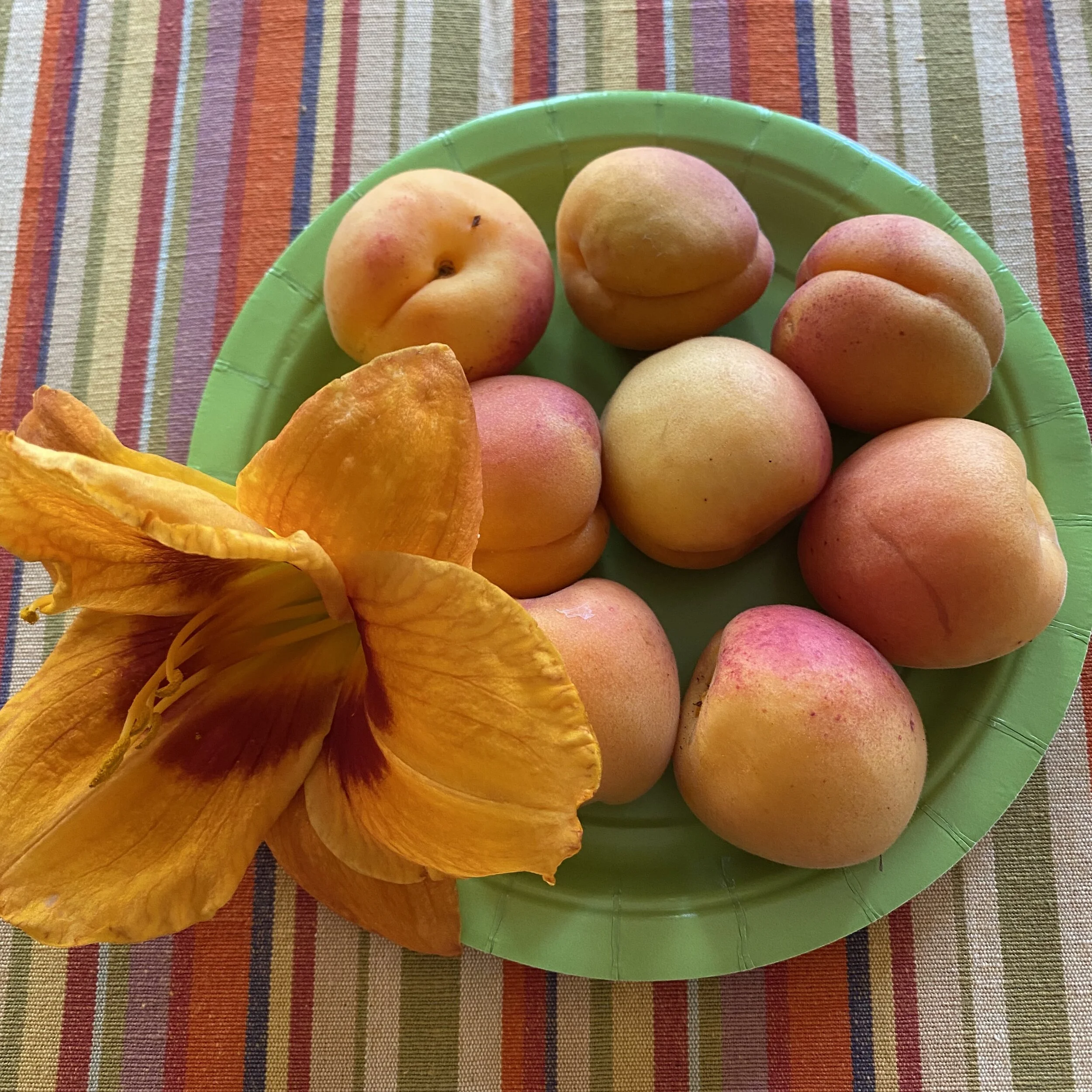 In My San Diego Garden and Kitchen